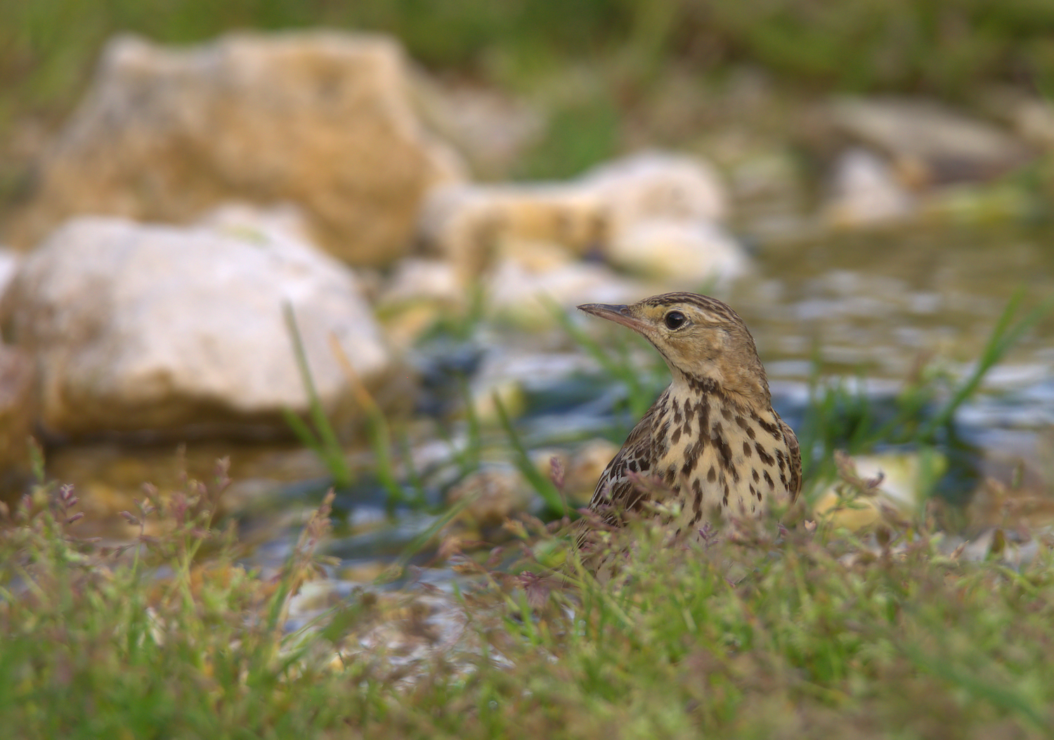 Pipit