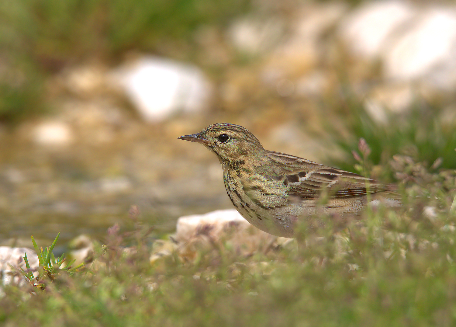 Pipit