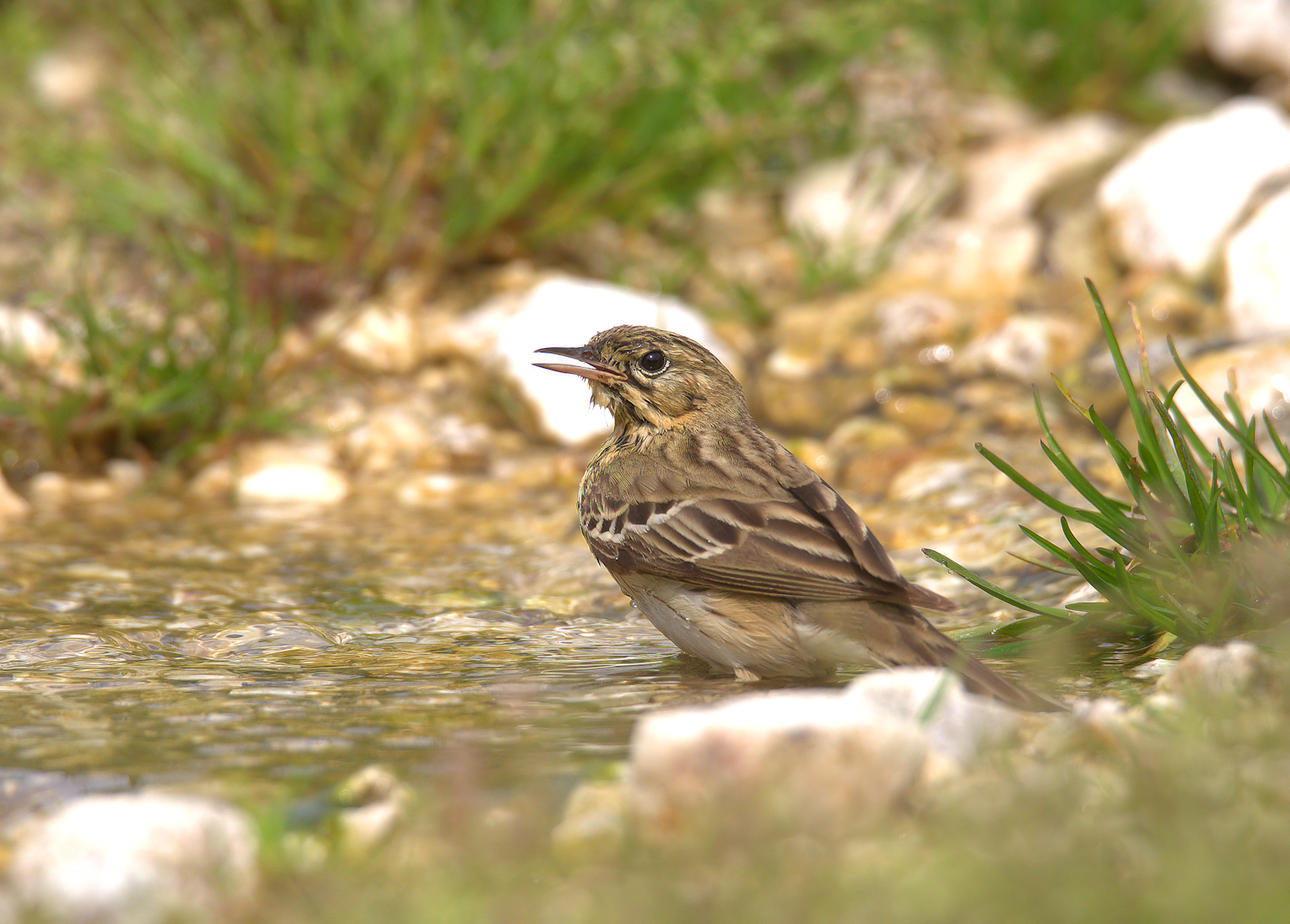 Pipit