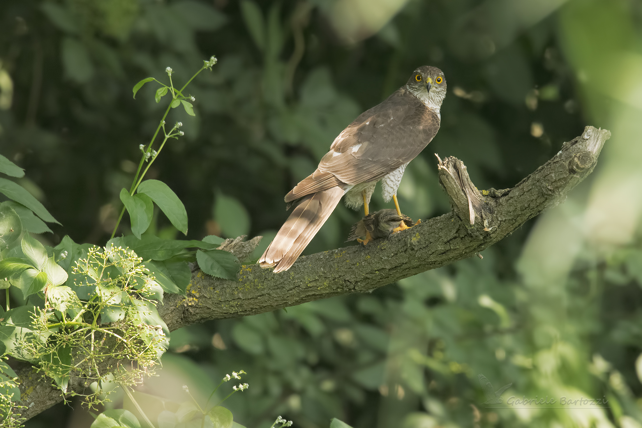 Sparrowhawk with Prey