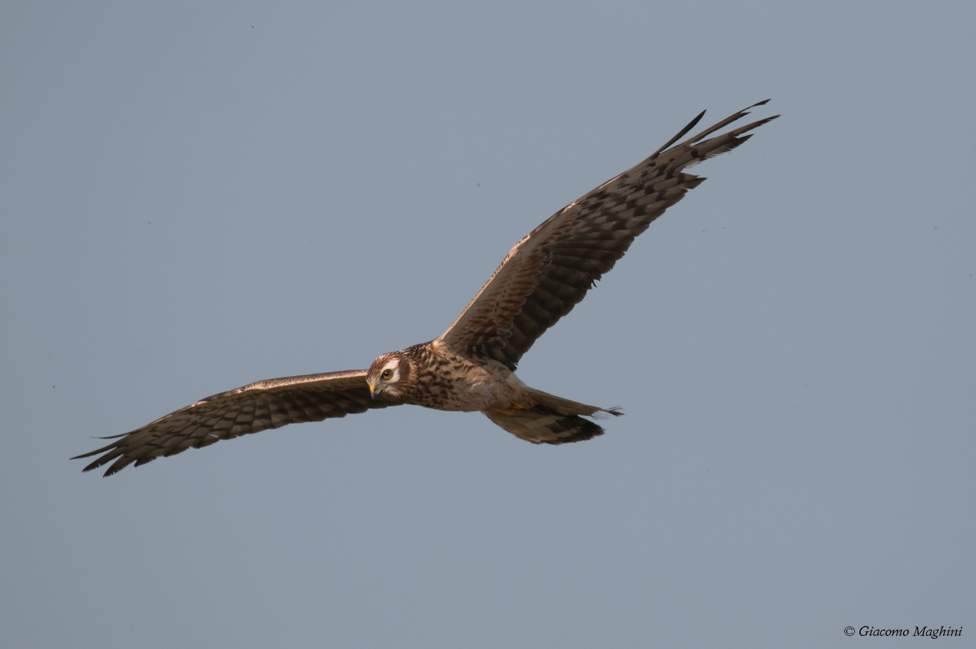 Harrier minor Female
