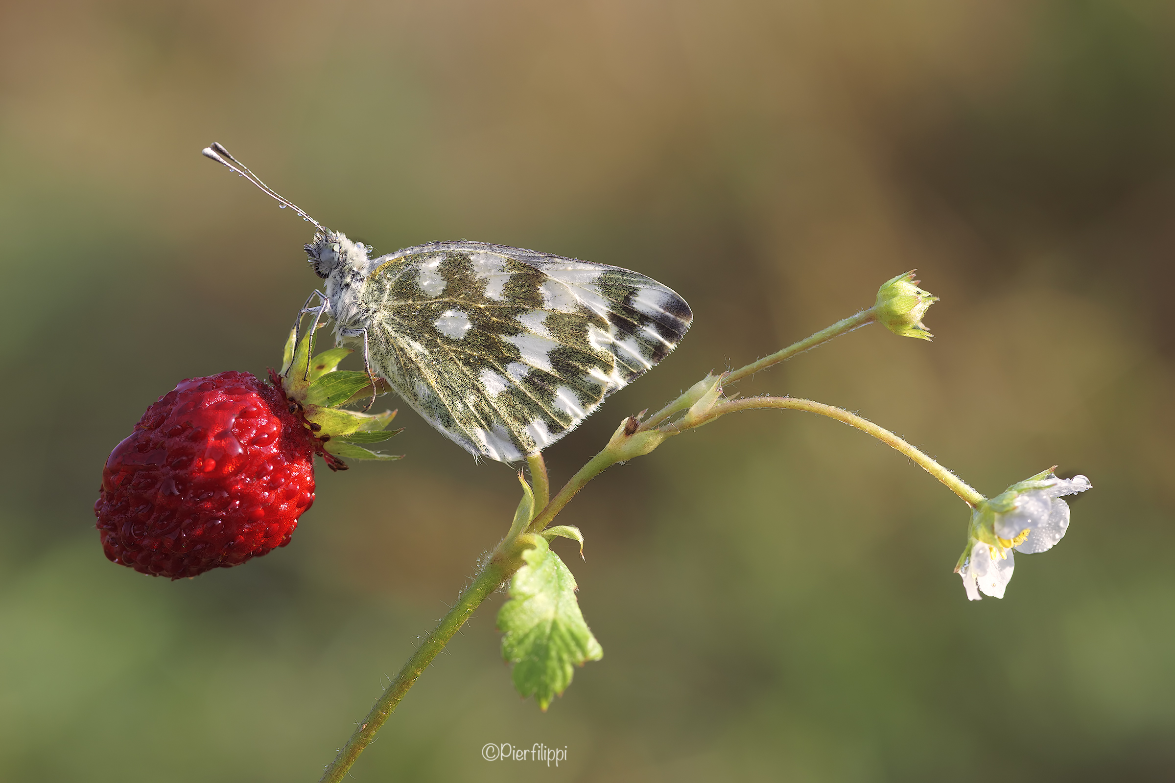 Fragole a colazione..