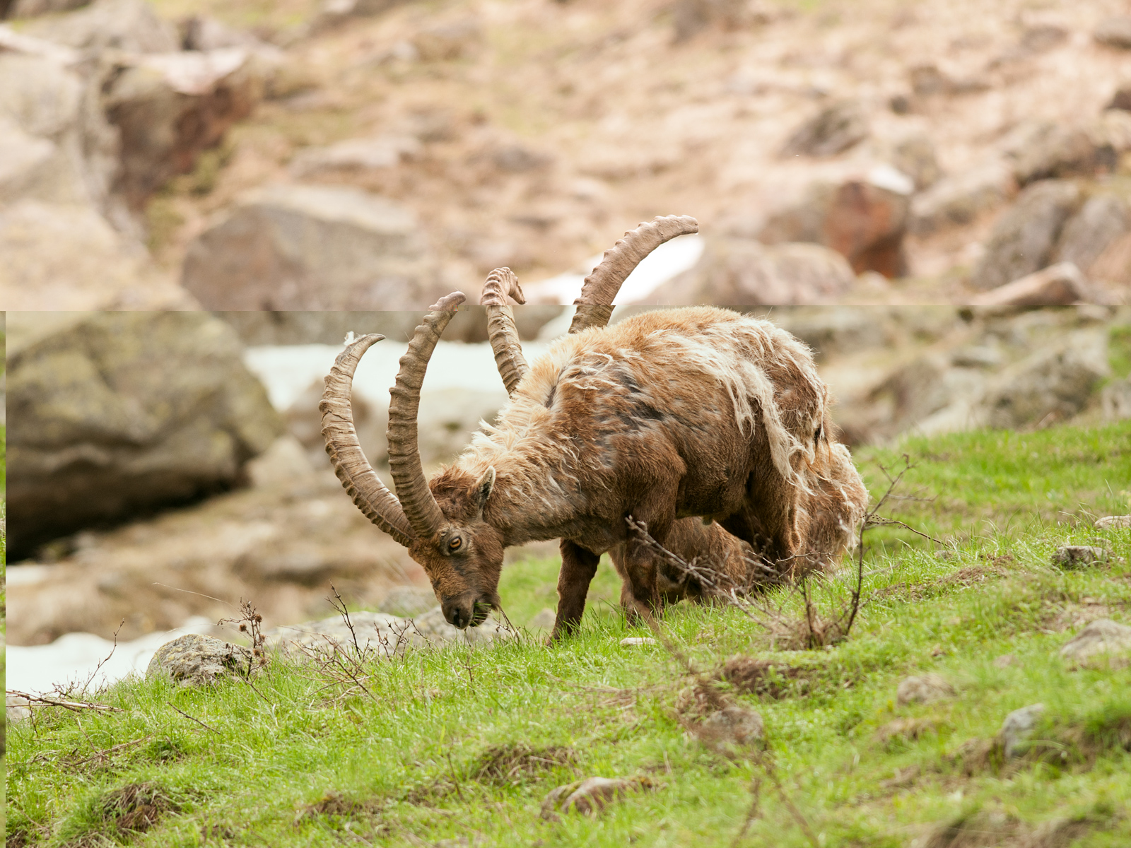 Ibex