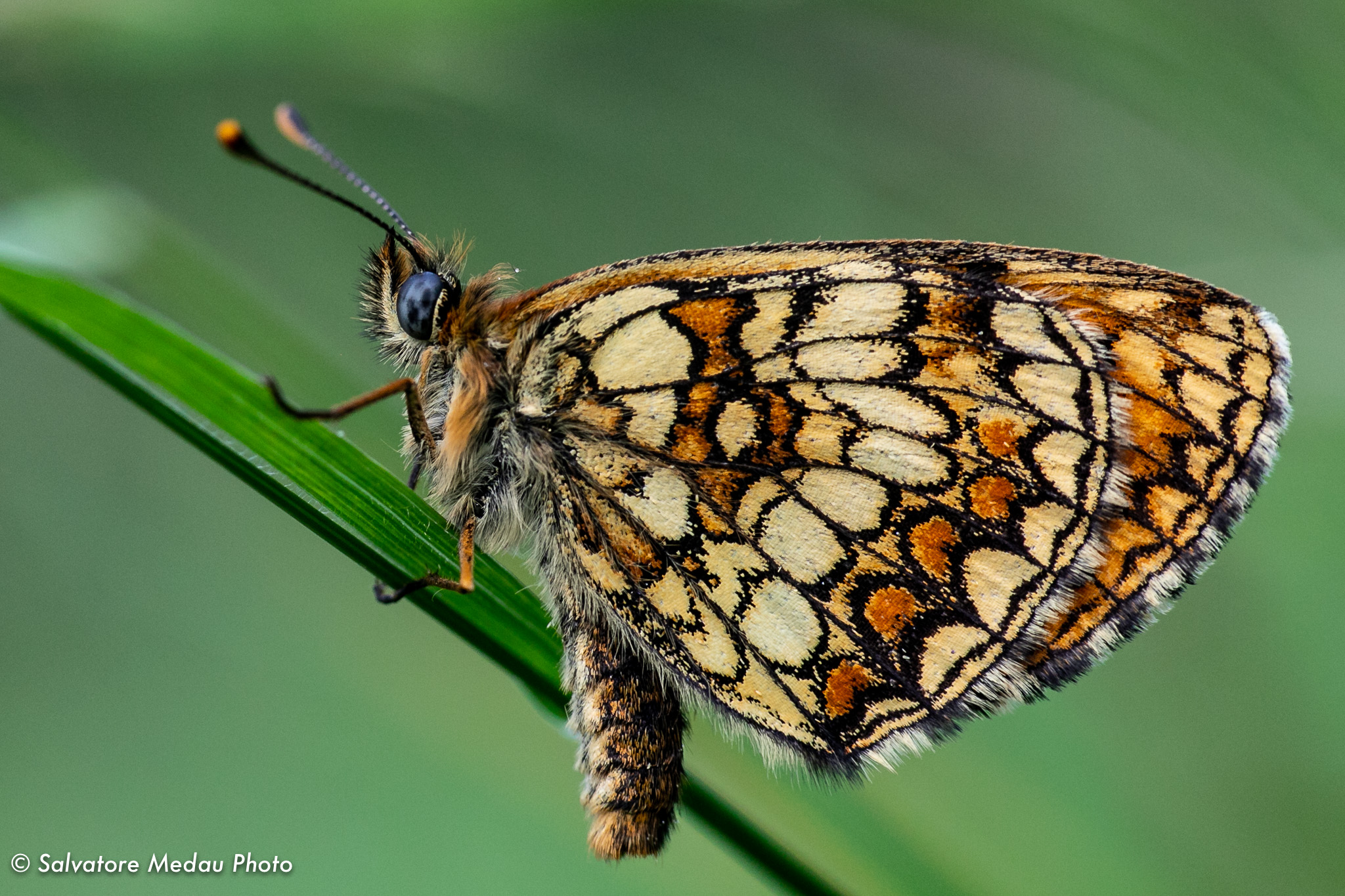 Aurinia Debiles (I think....)