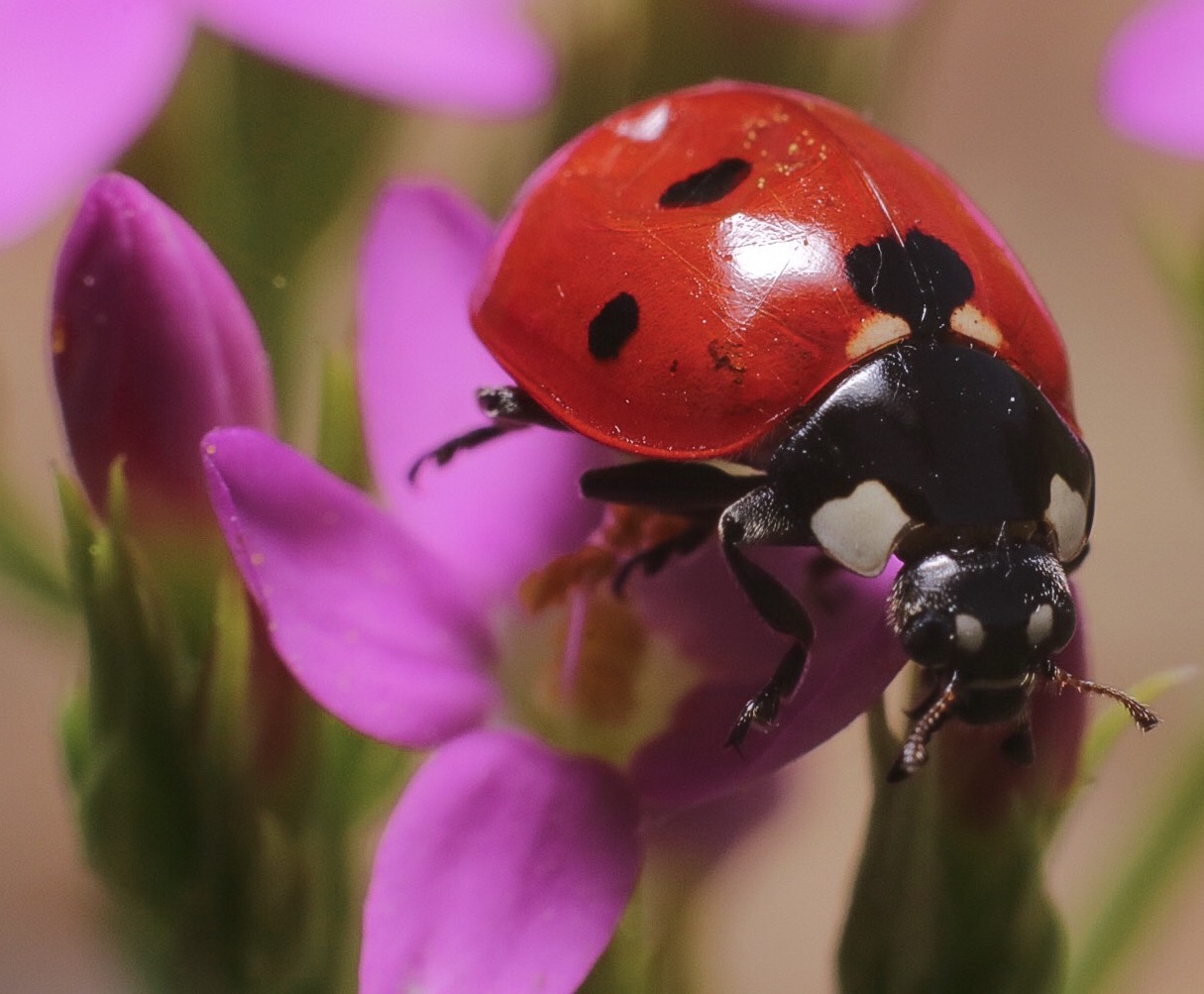This flower is a little bit small