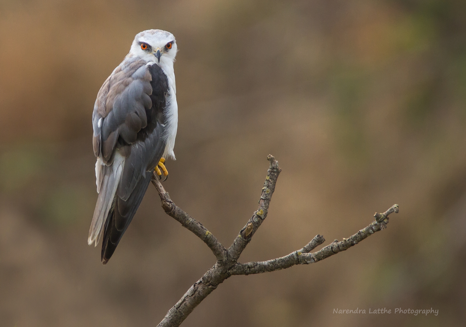 Aquilone dalle spalle nere