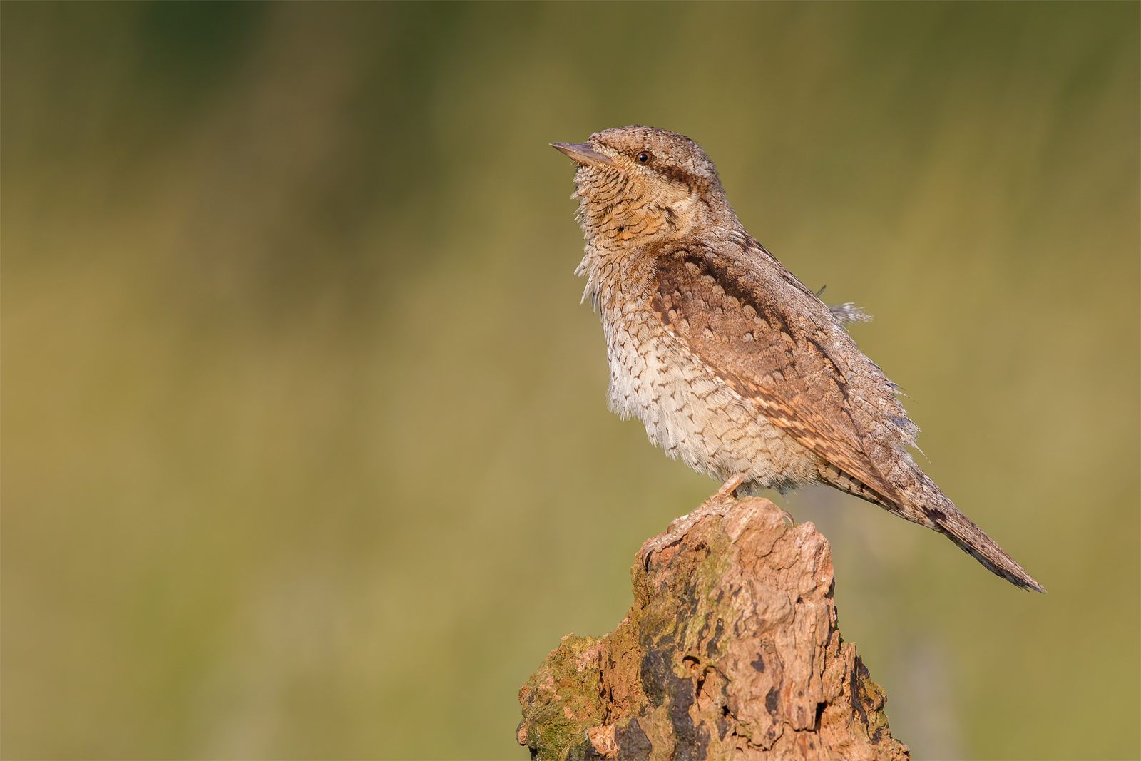 Torcicollo eurasiatico (Jynx torquilla)