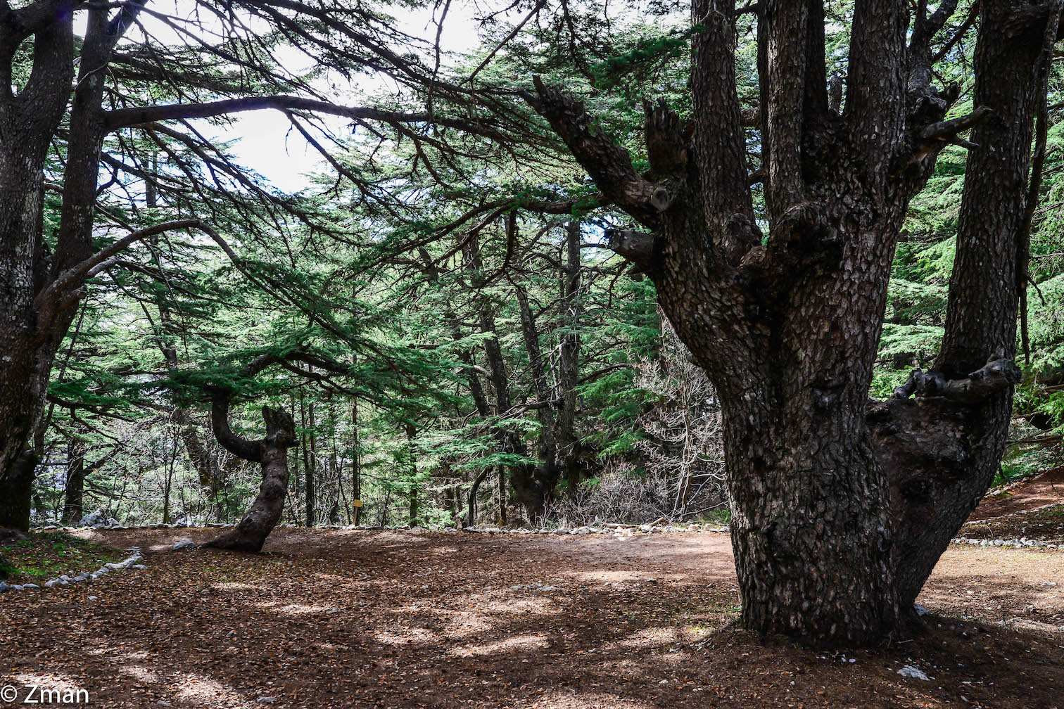 I cedri di al Barouk