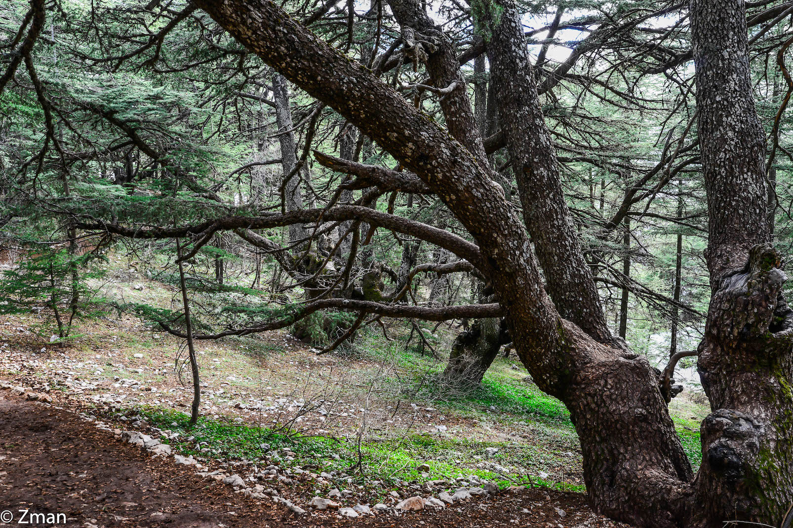 I cedri di al Barouk