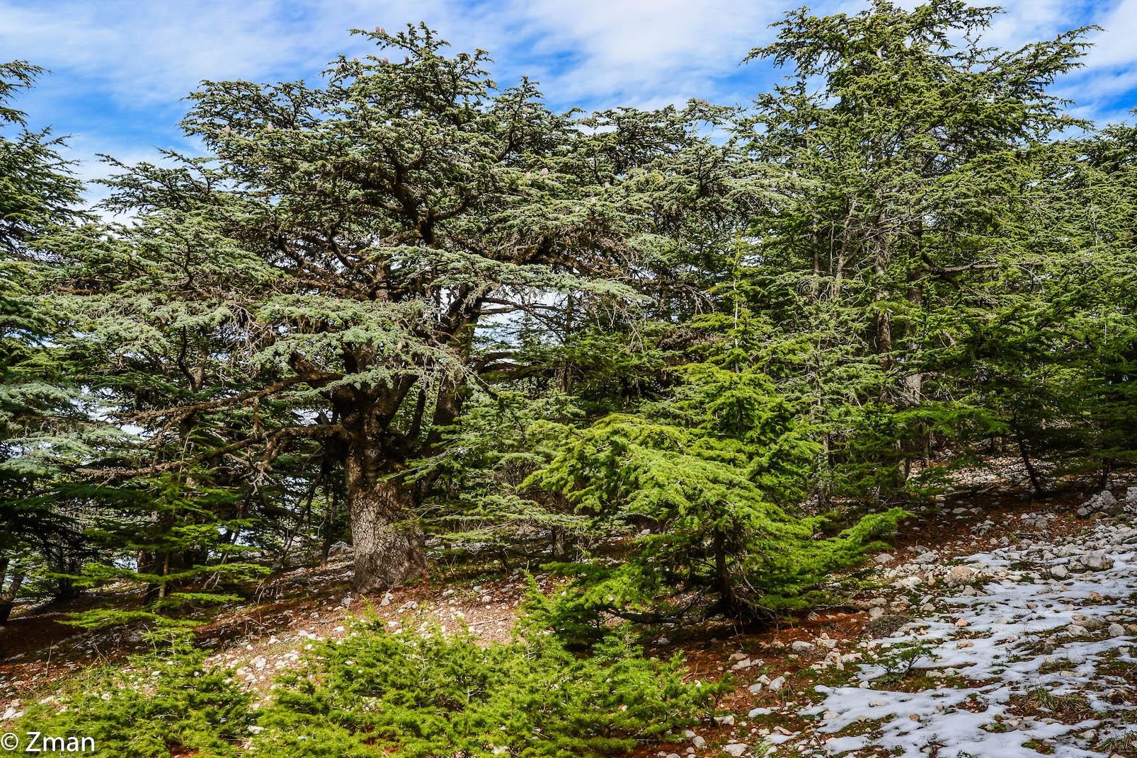 I cedri di al Barouk