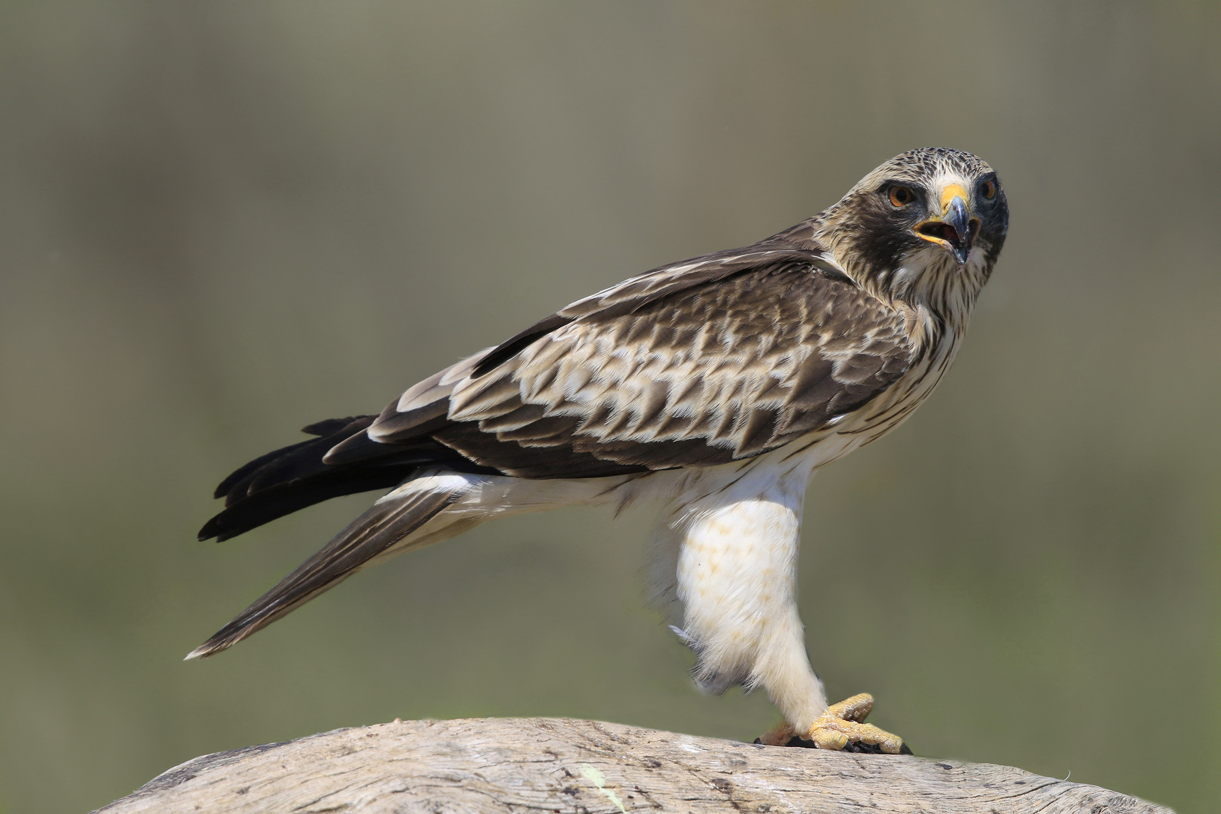 Young Eagle Stage White