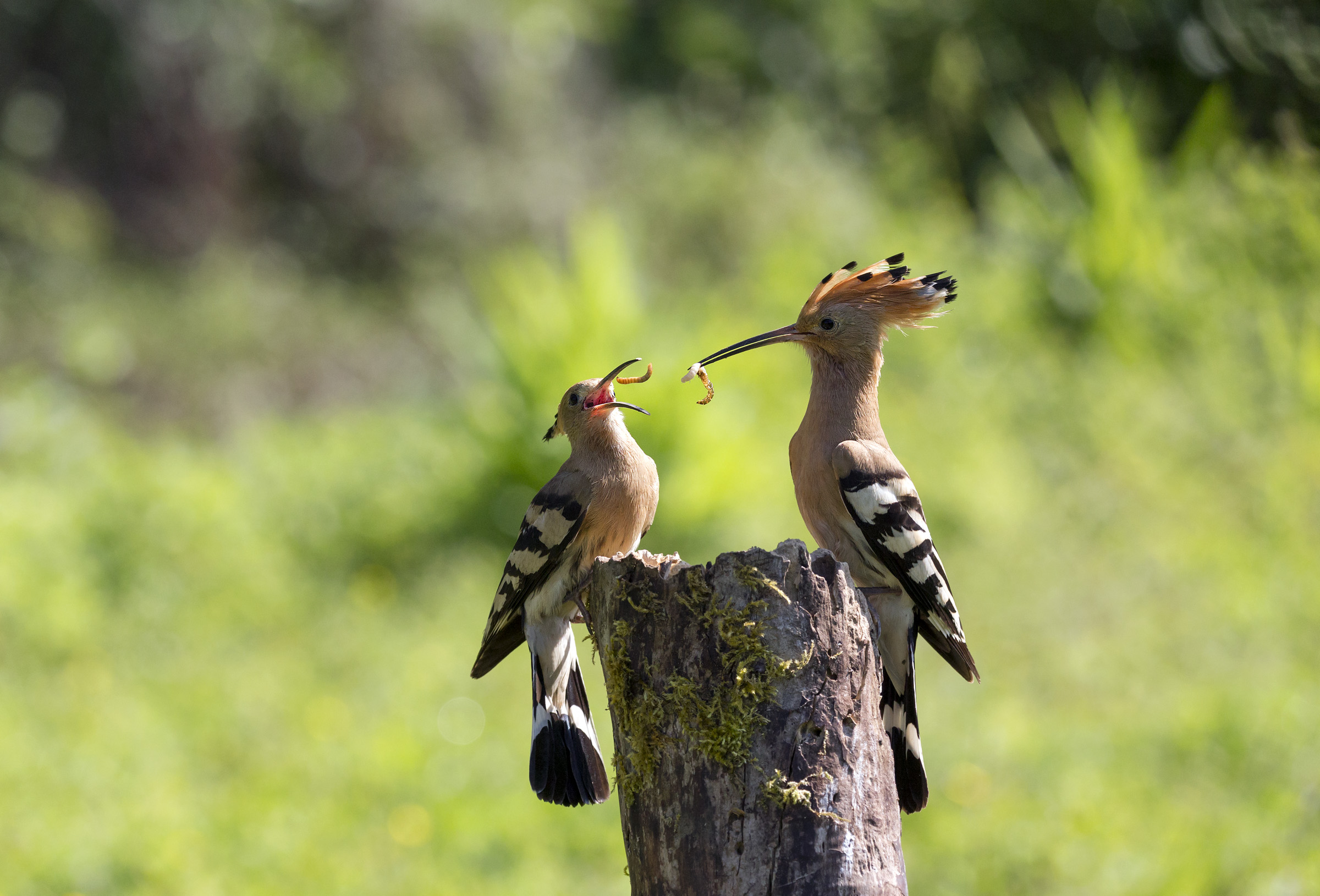 Pair of Hoopoes
