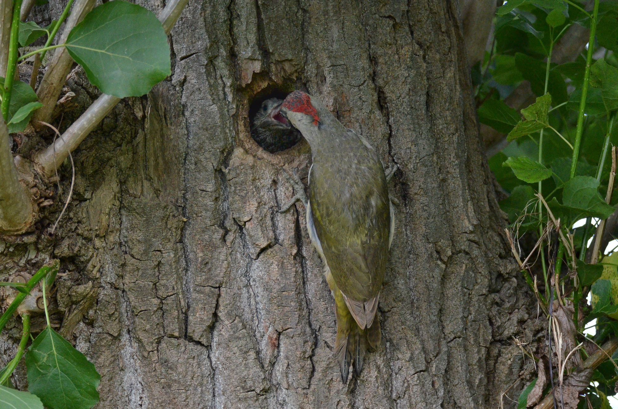 Here comes the gruel