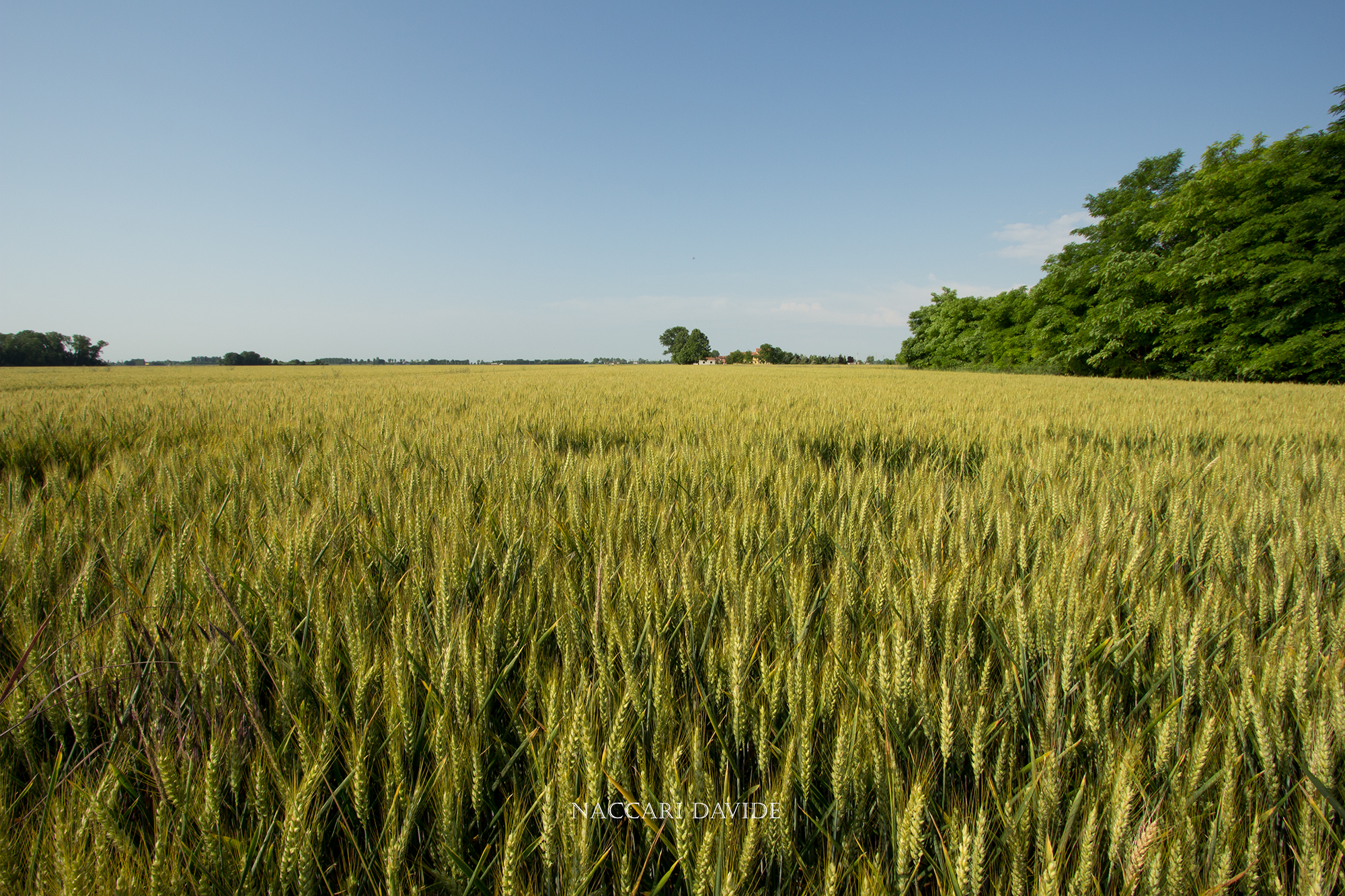 La Prima Imbiondatura