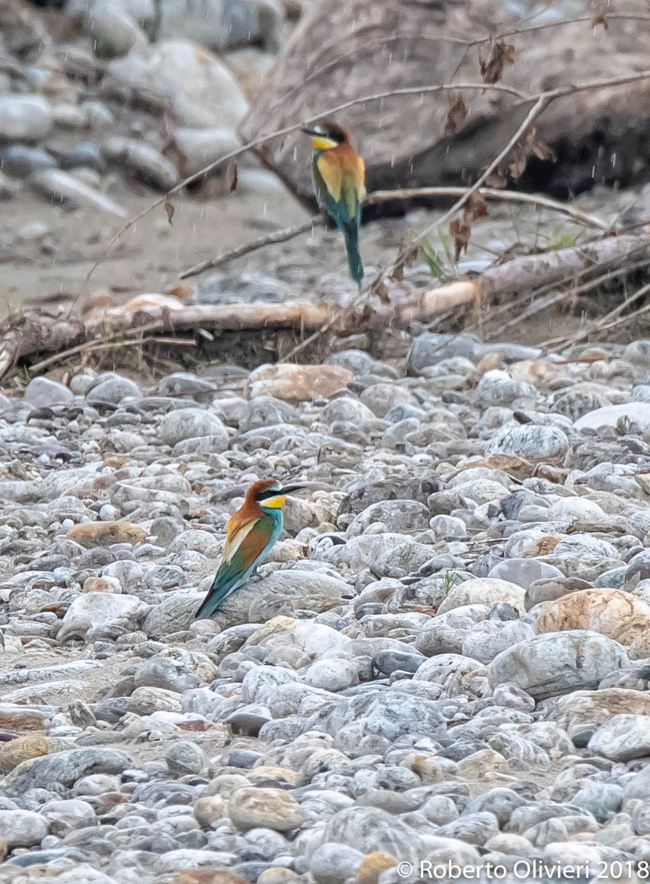 Oasi di Sant'Albano Stura:Gruccioni
