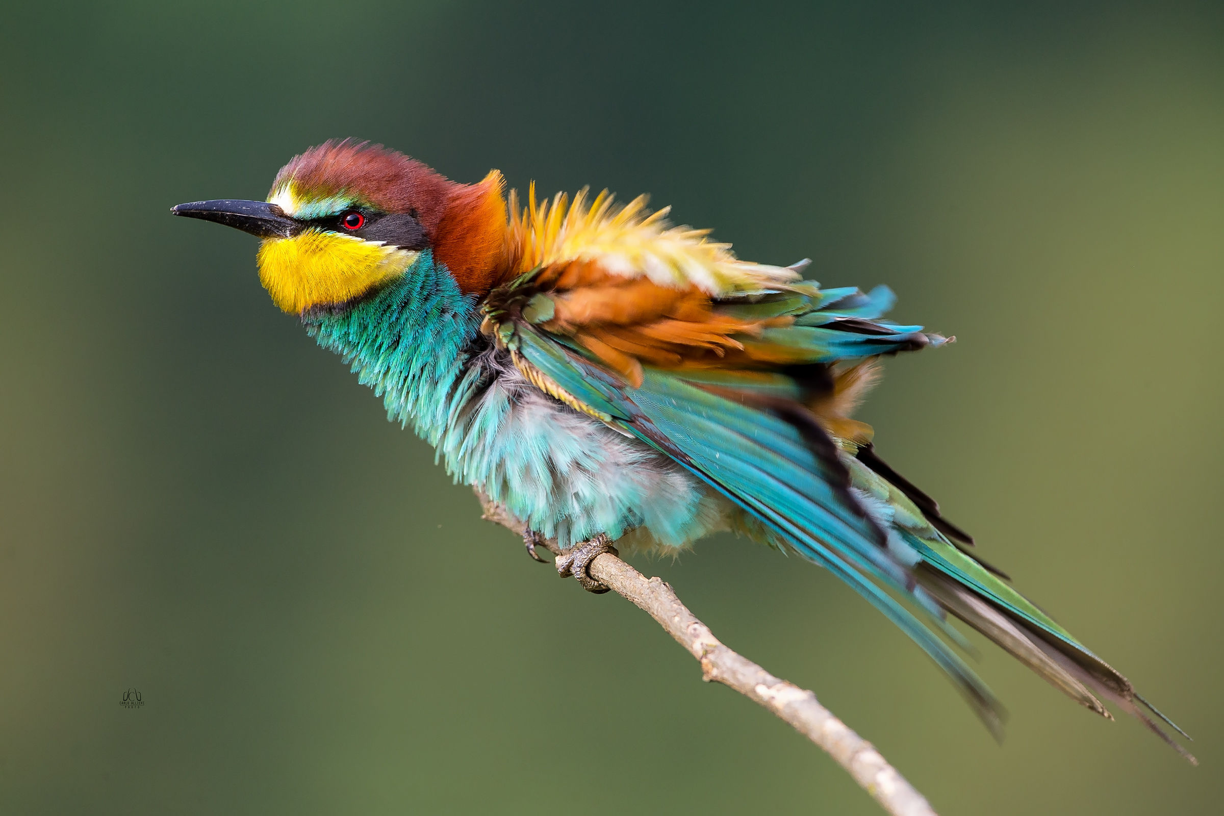Bee-eater