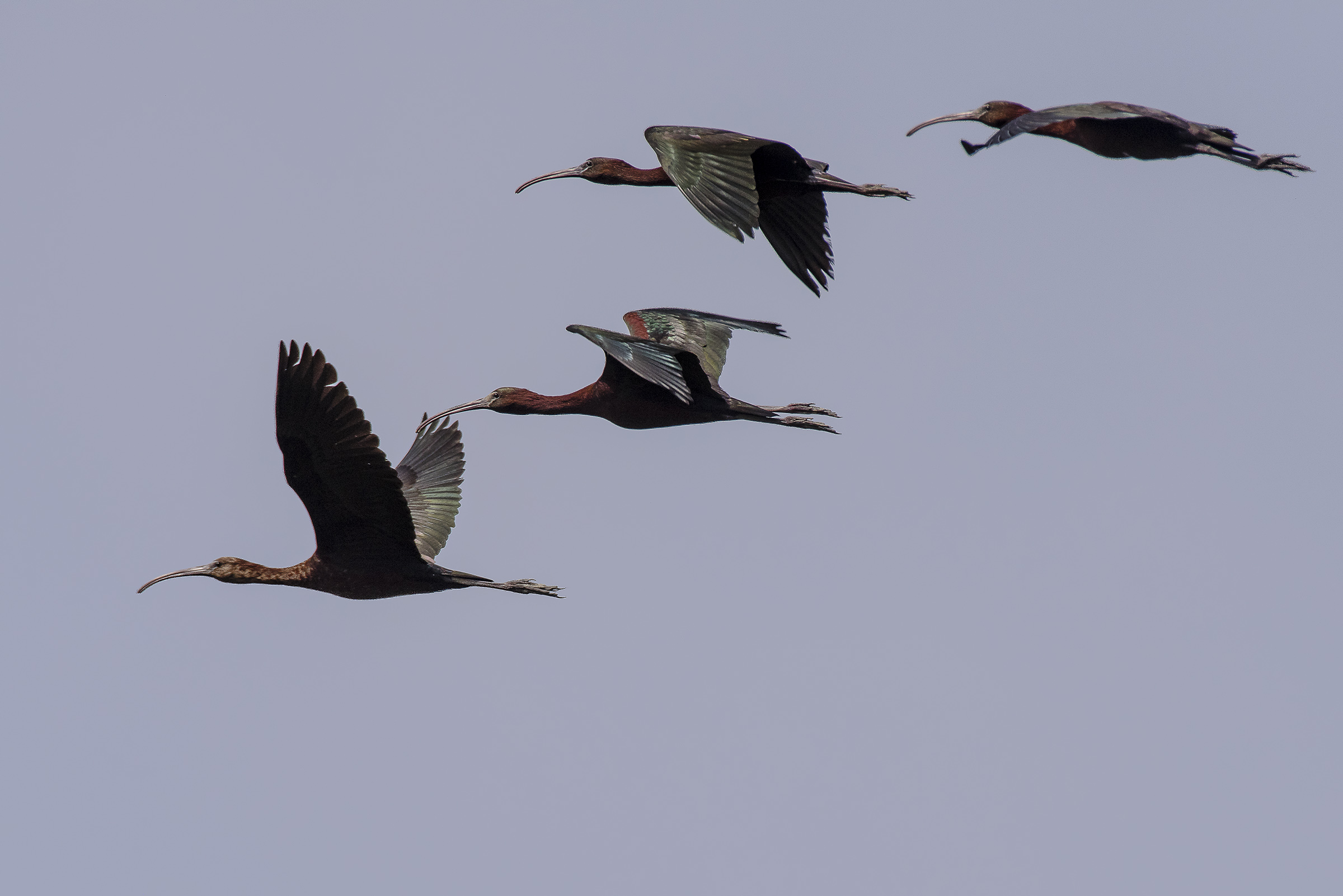 Mignattai in formazione