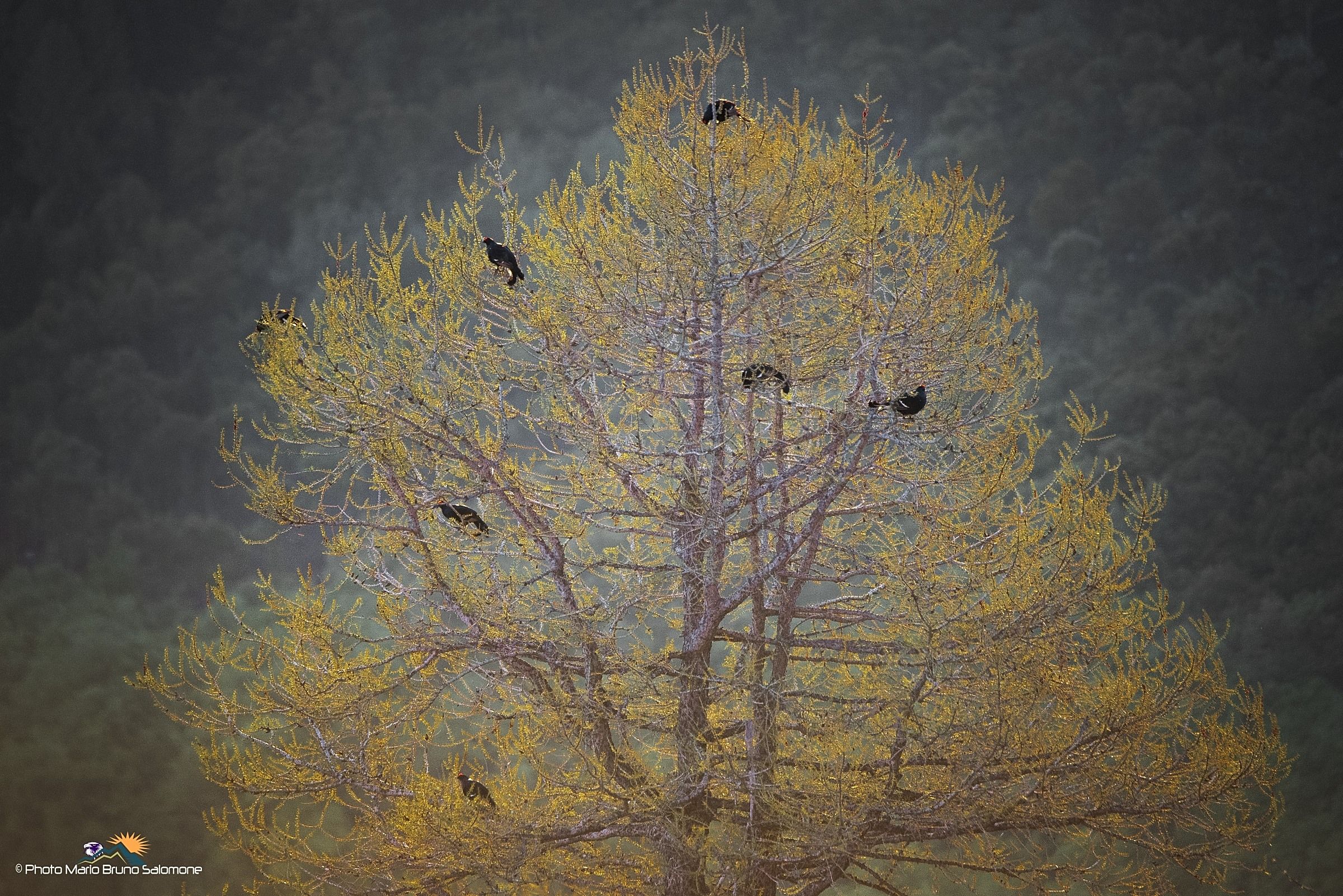 Larch in decoration.