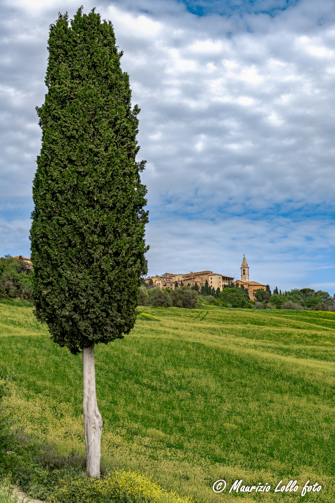 Pienza e uno dei suoi cipressi