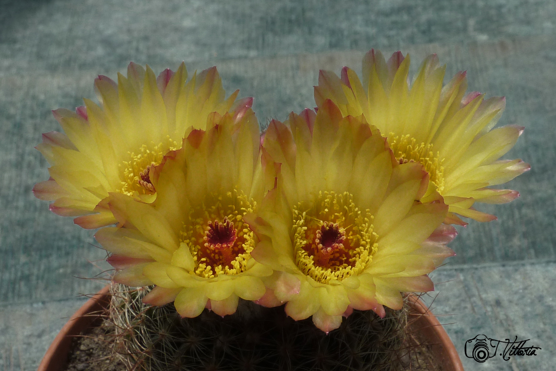 Eyes open in the Small World