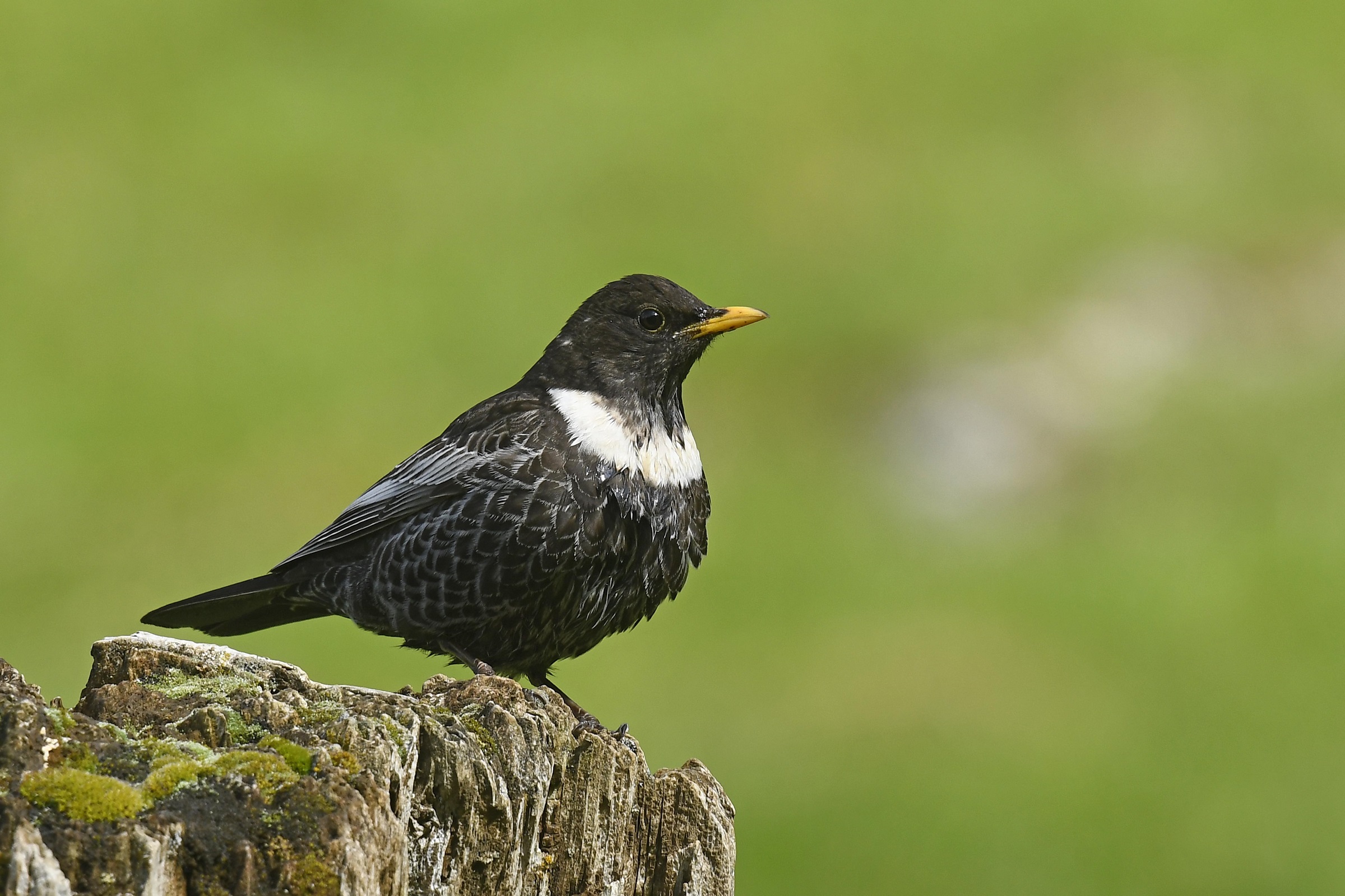Collared Blackbird