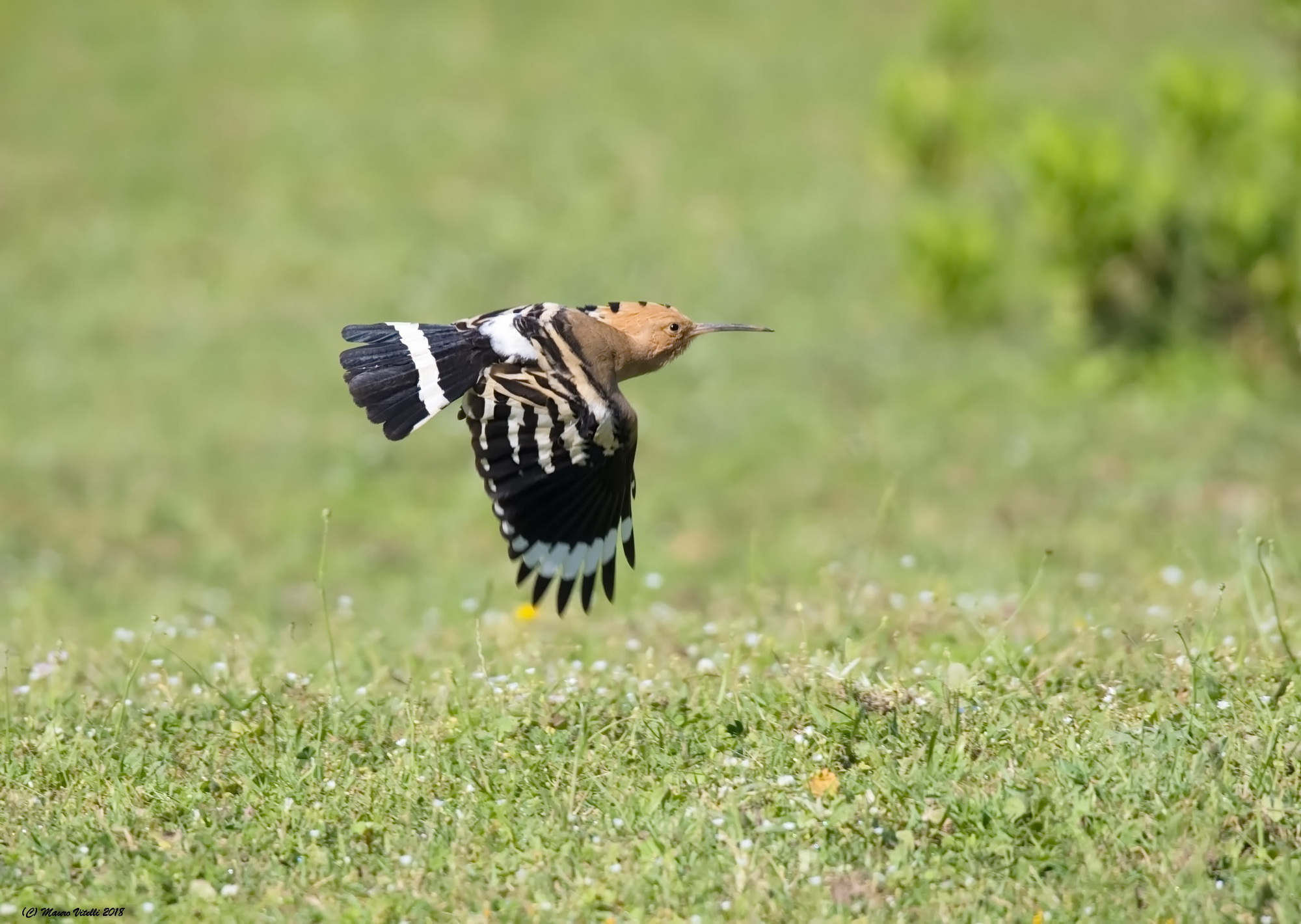 The flight of the Hoopoe