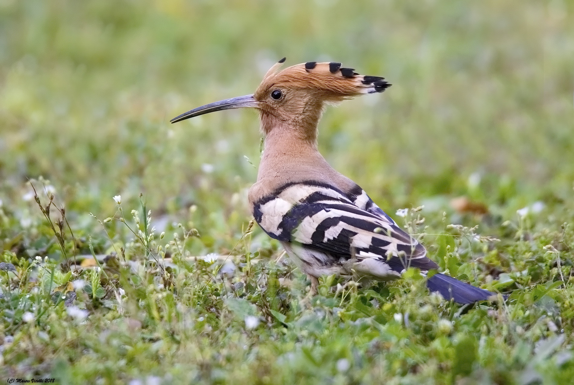 Hoopoe