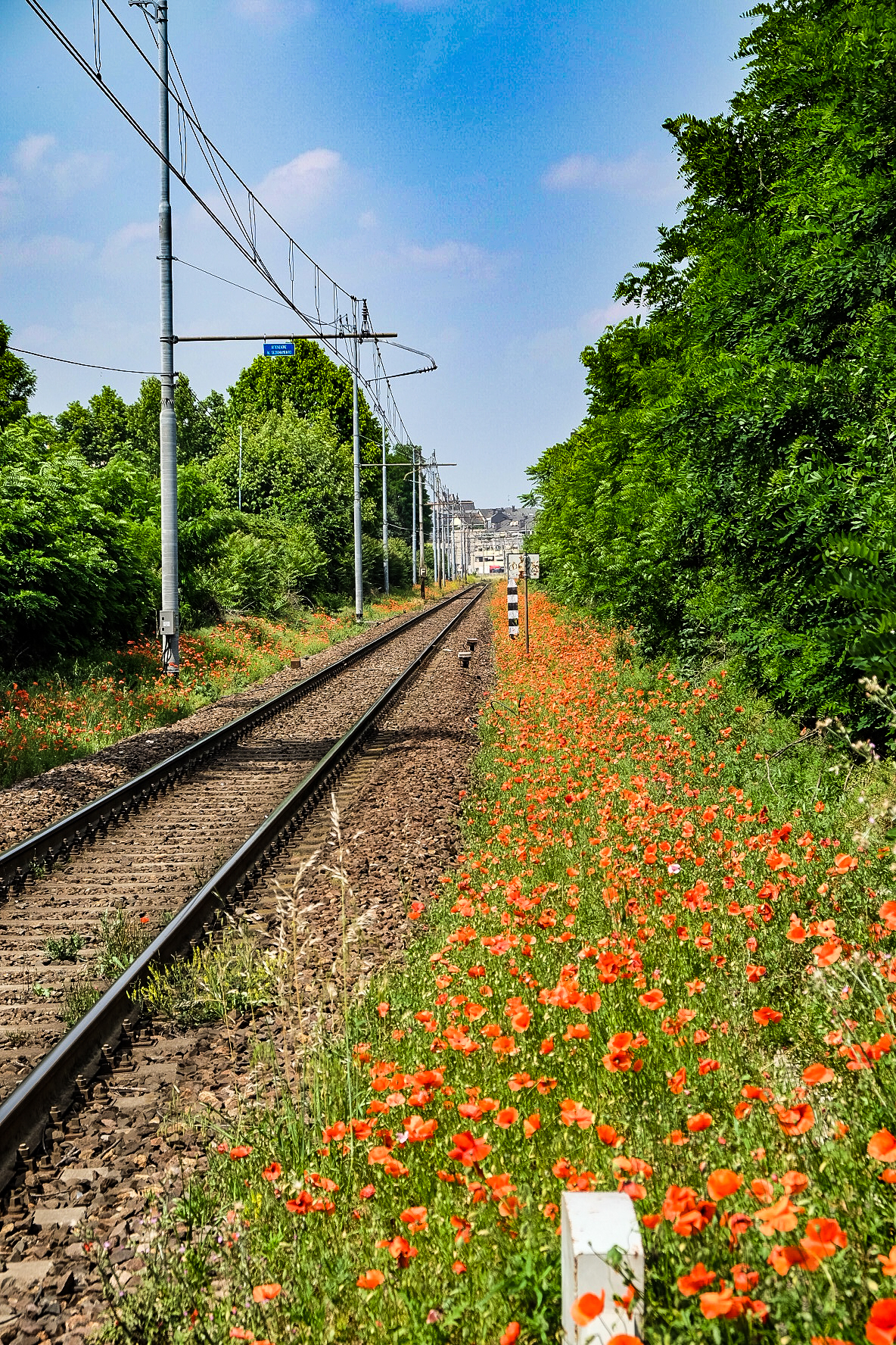 The poppy-studded railroad...