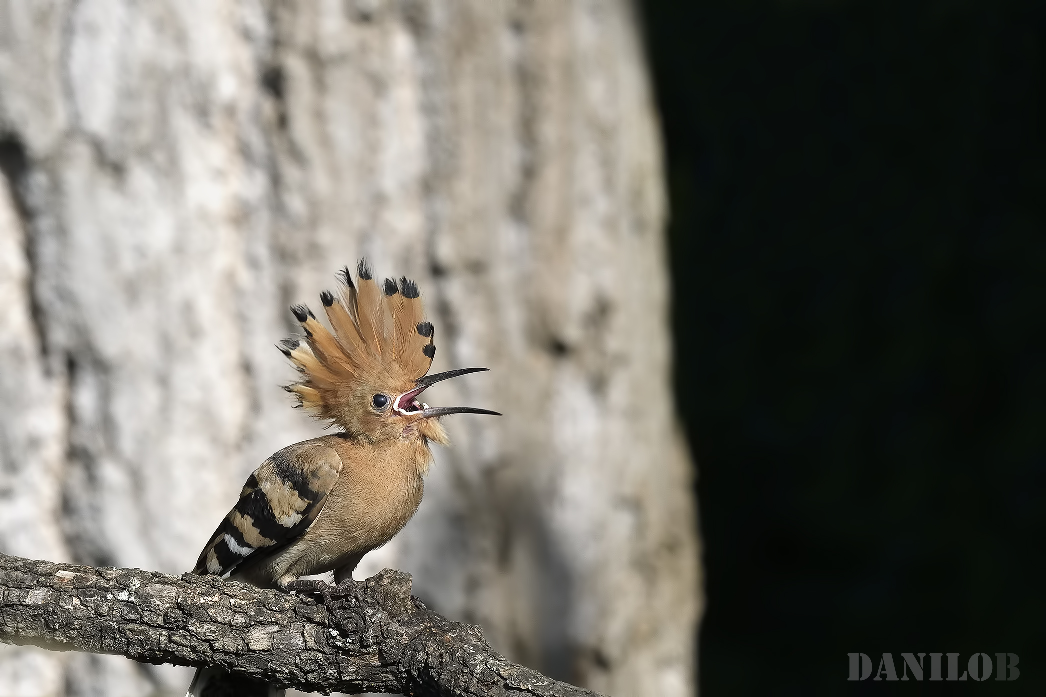 Lower the young crest!!!!