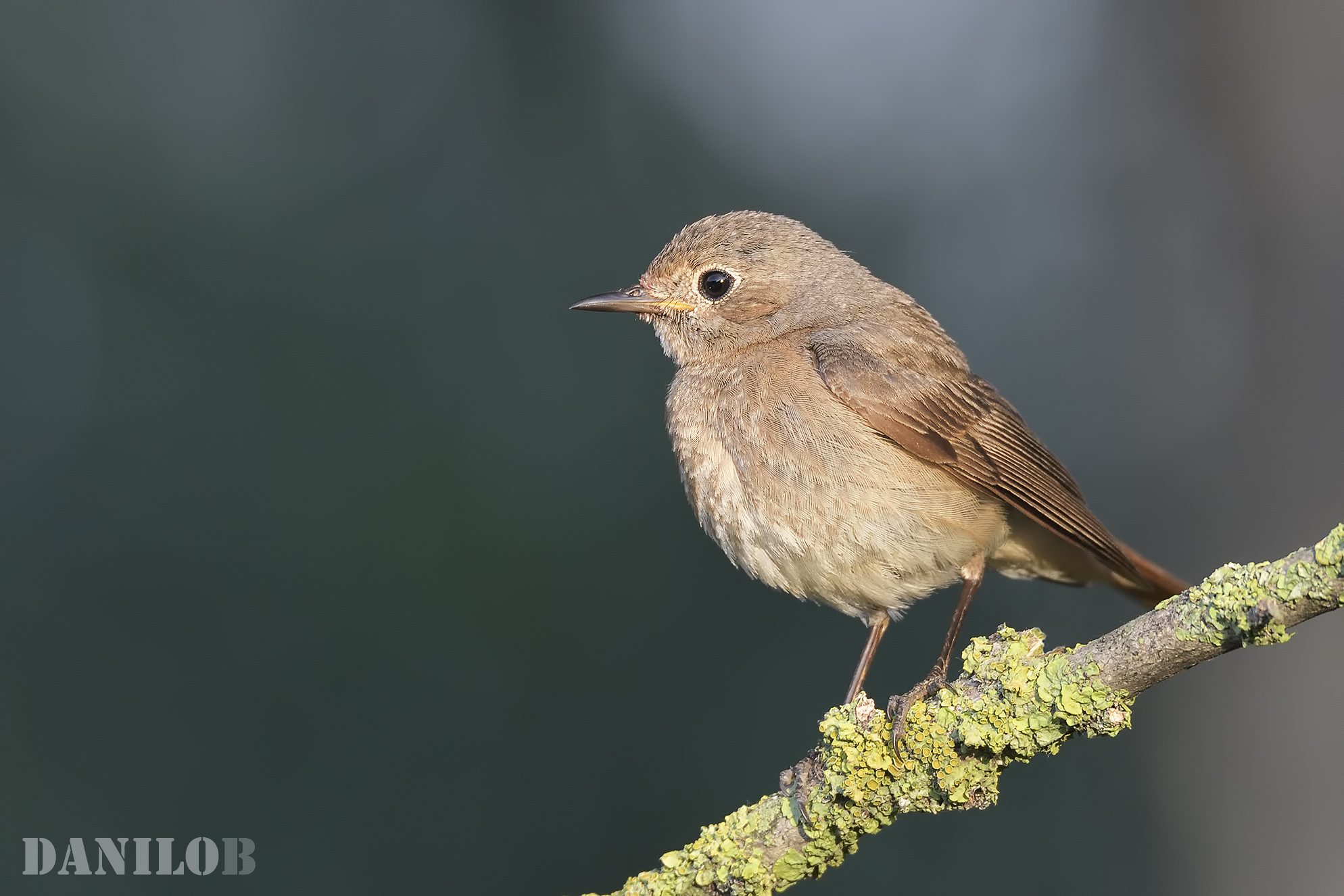 Young Redstart
