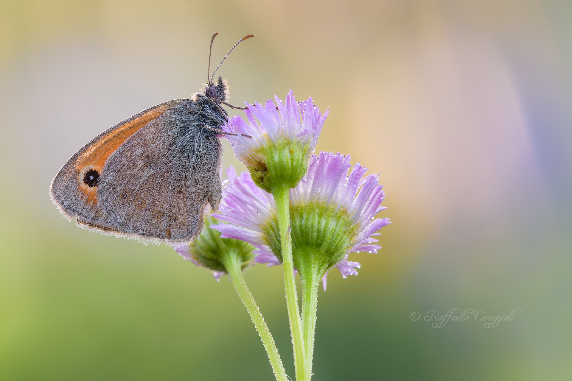 Coenonympha Pamphilus on Erigeron annualus