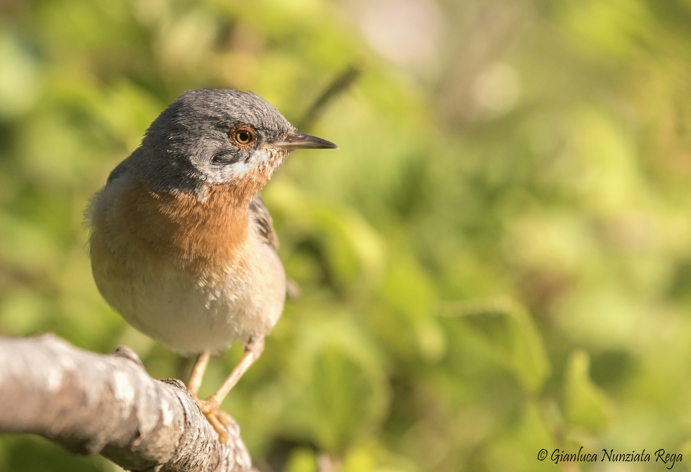 The delicate colours of subalpine