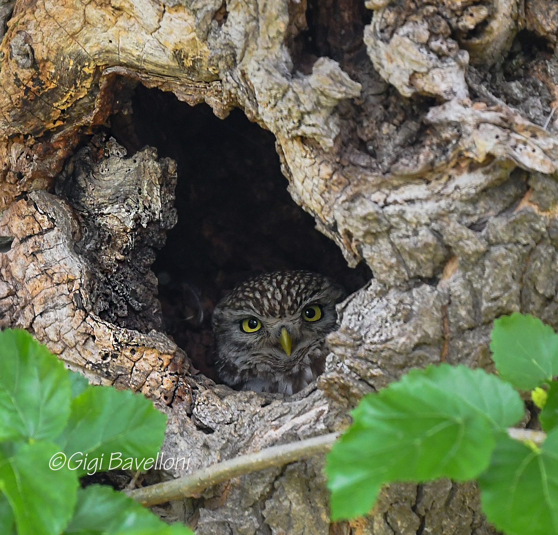 Il gelso e la civetta