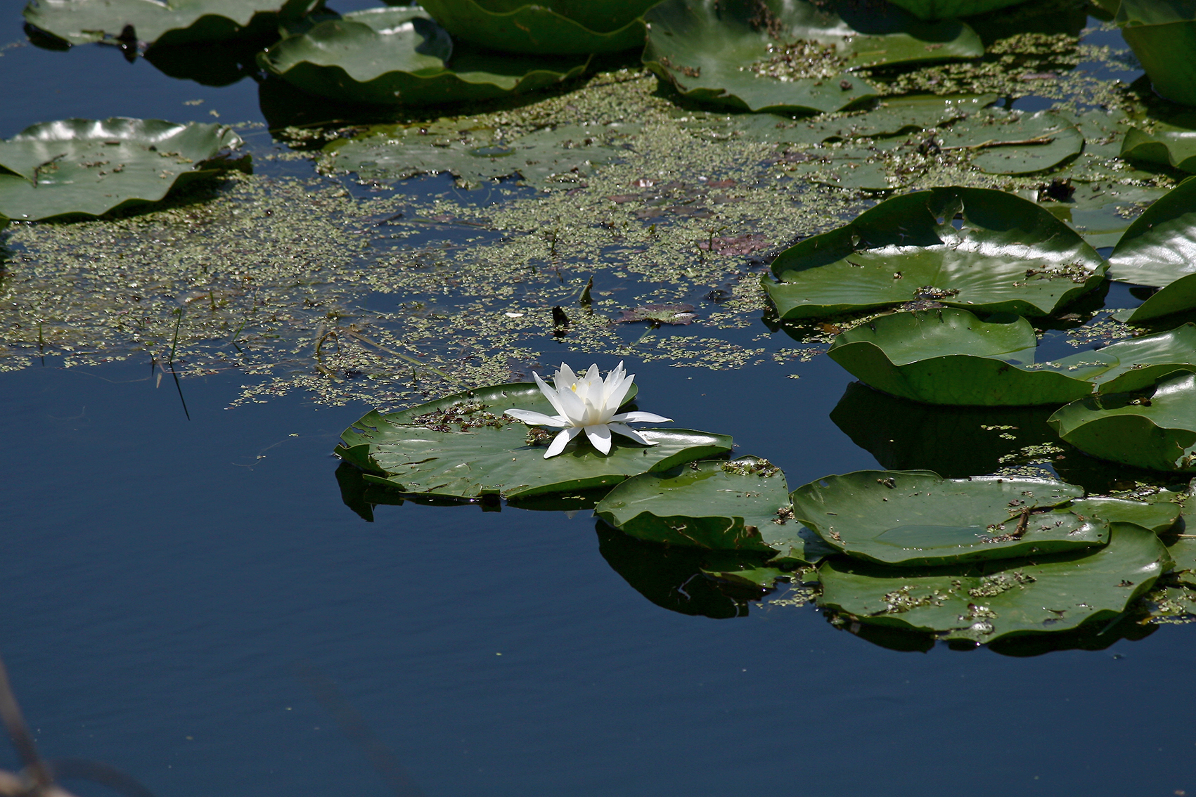 Water lillies