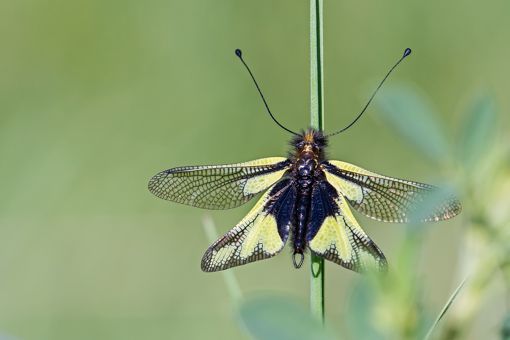 Ascalaphus Libelluloides