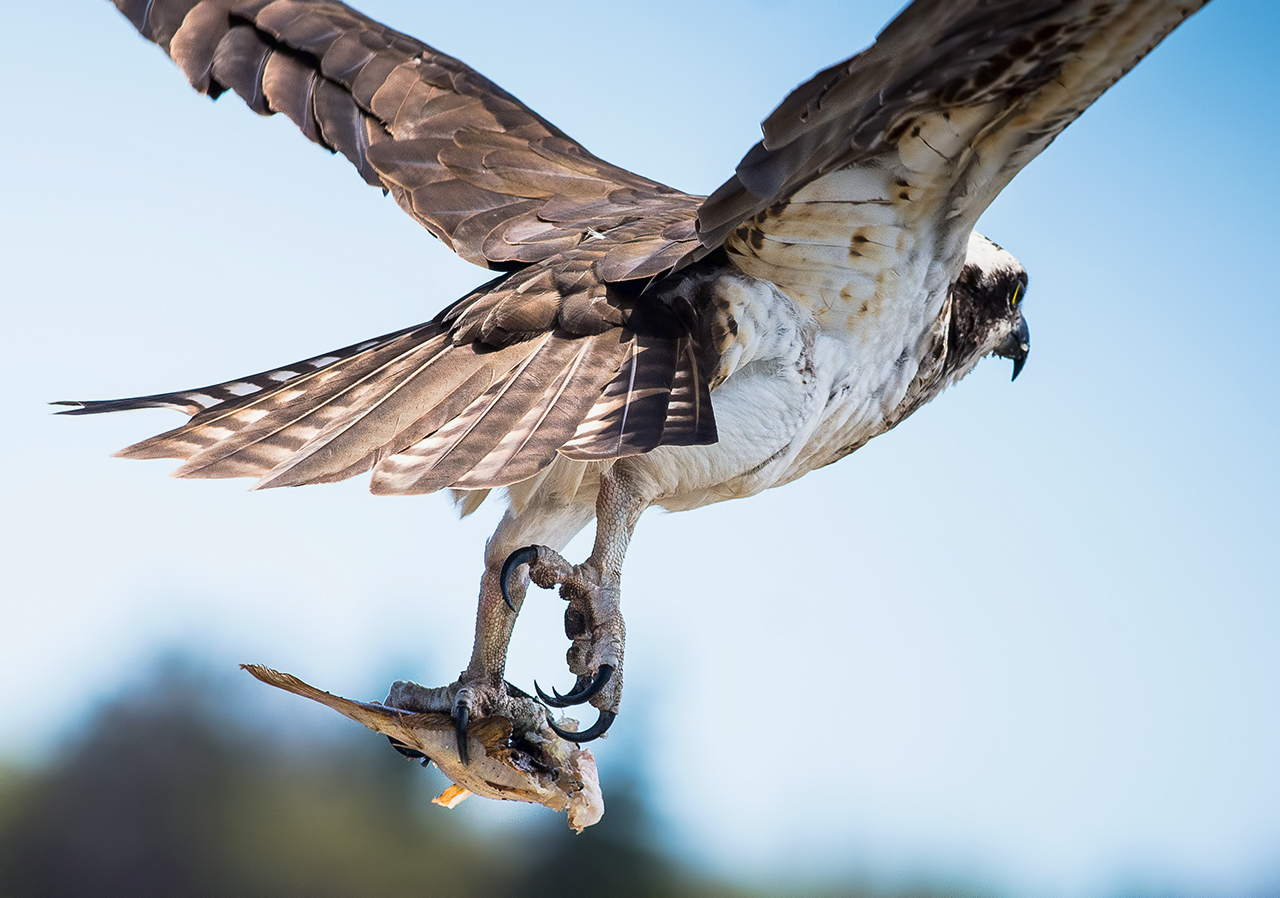 When ospreys fish