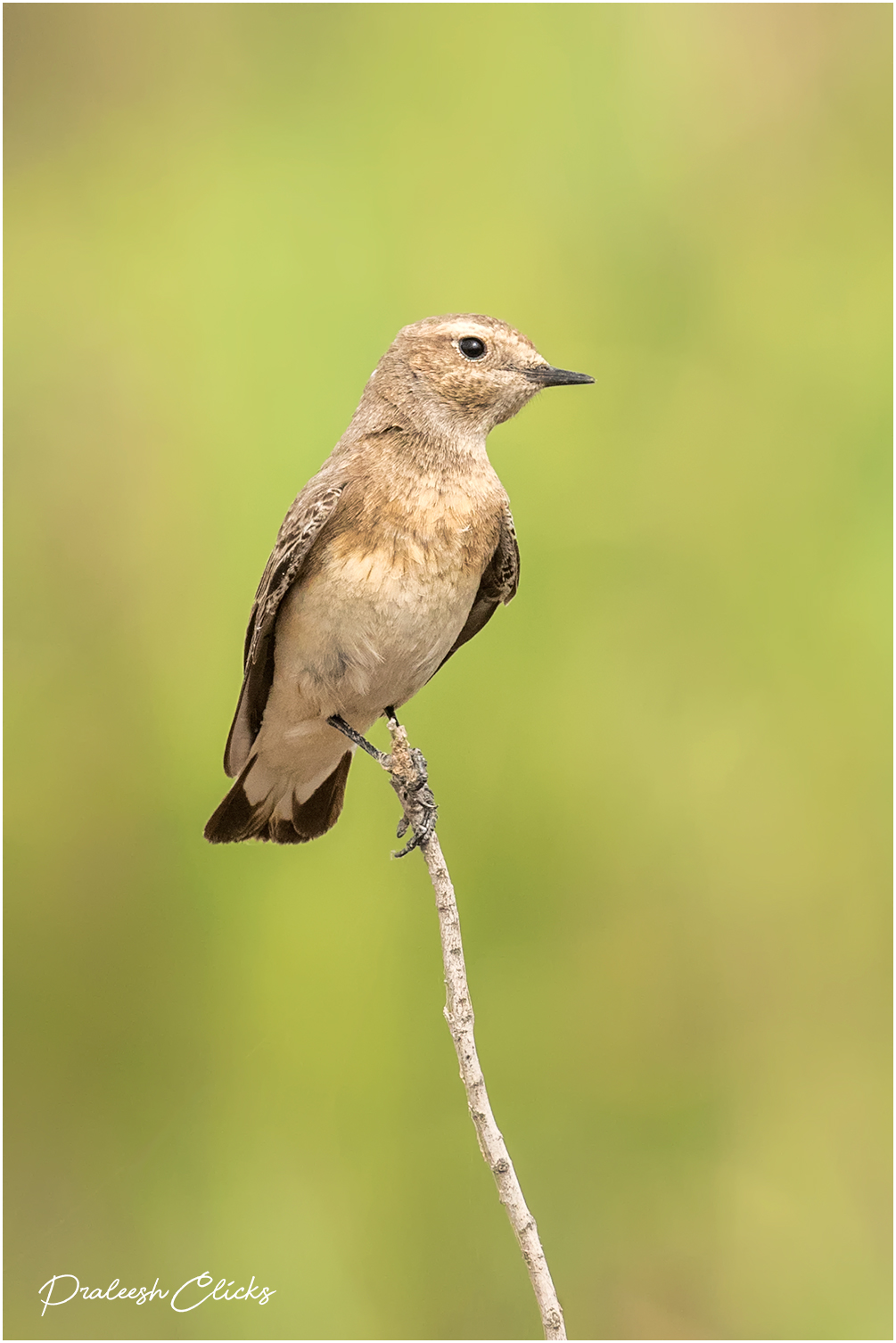 Isabelline Wheatear