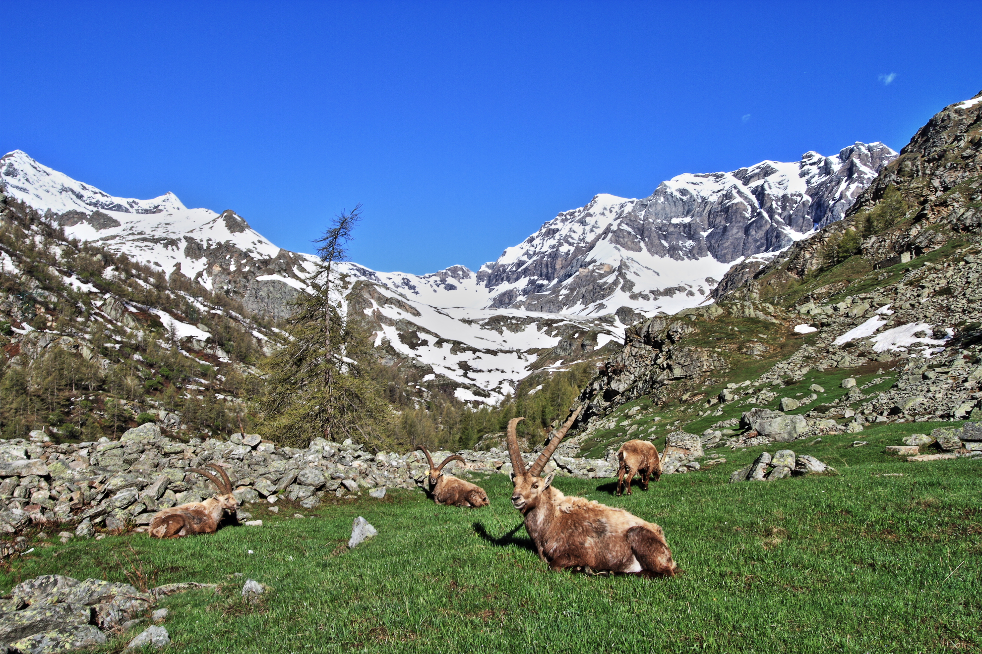 Gran Paradiso