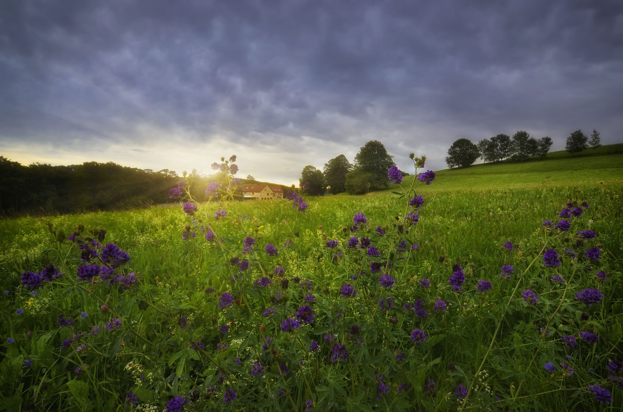In the summer Meadows