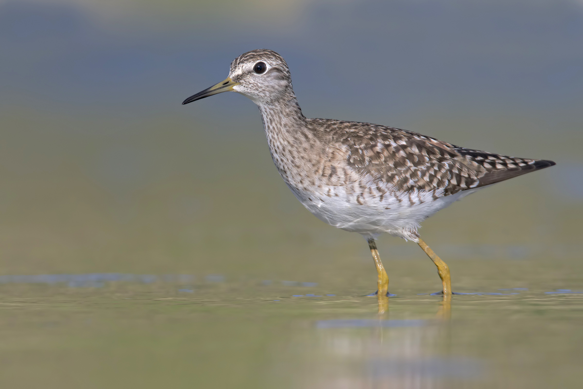 Pyro Piro Boschereccio