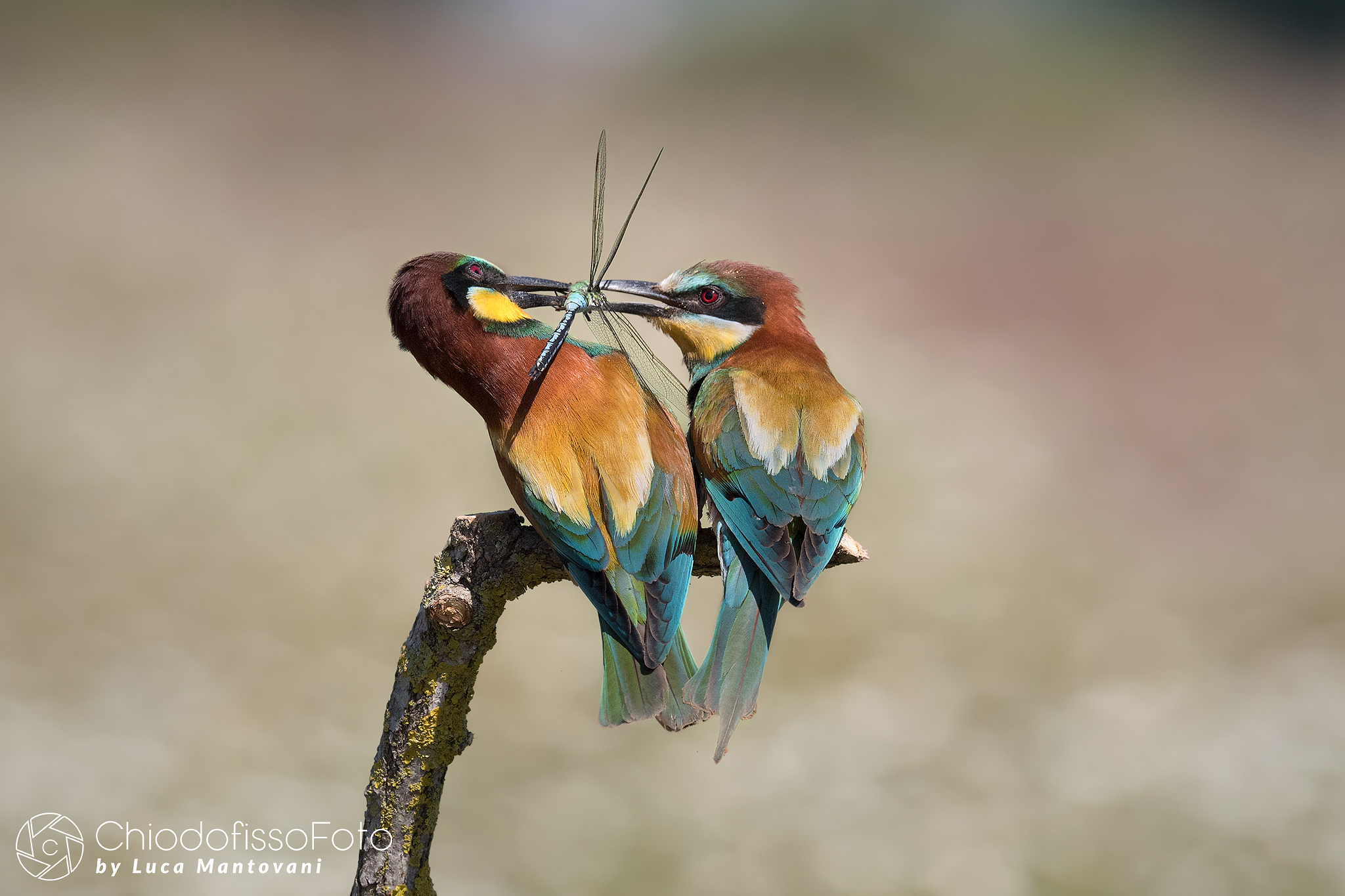 Exchange of the gift, a beautiful dragonfly, between eaters.