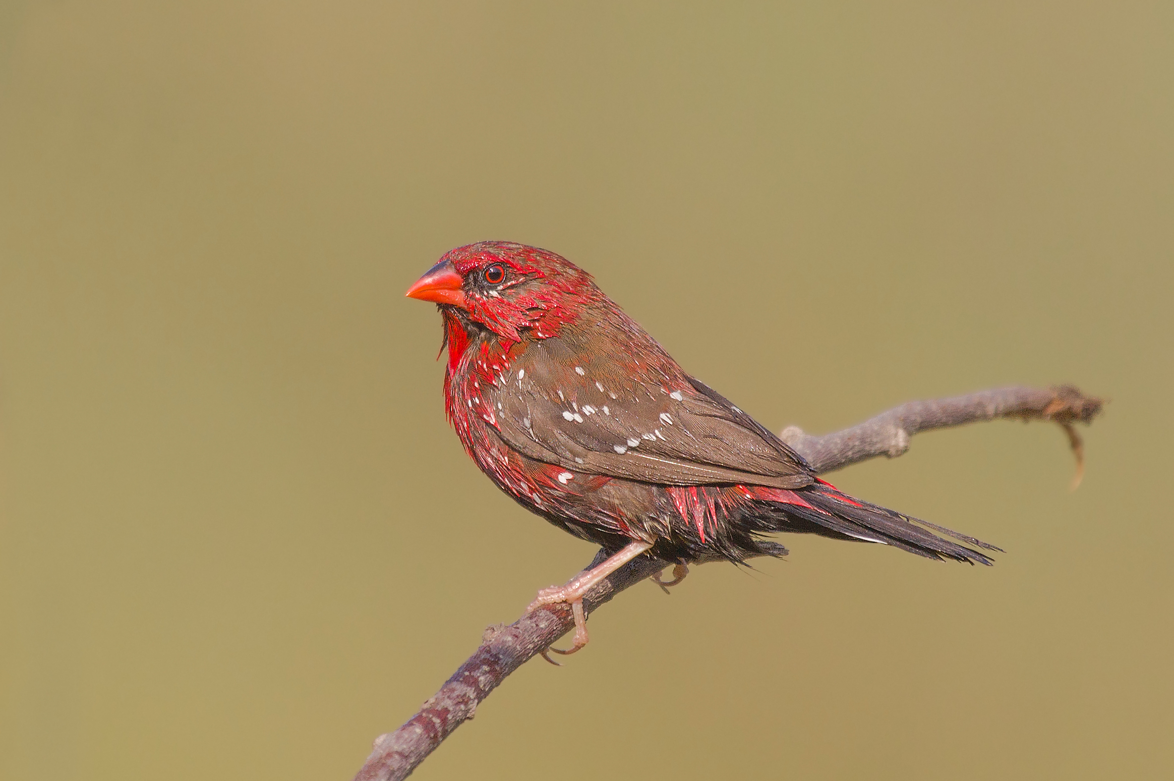 Finch della fragola, un'altra posa.