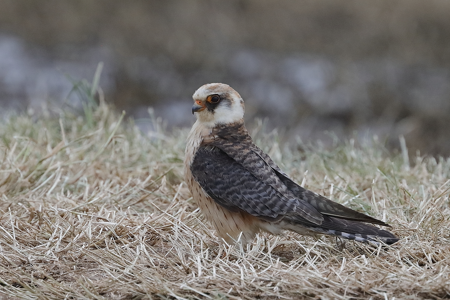Falco cuculo