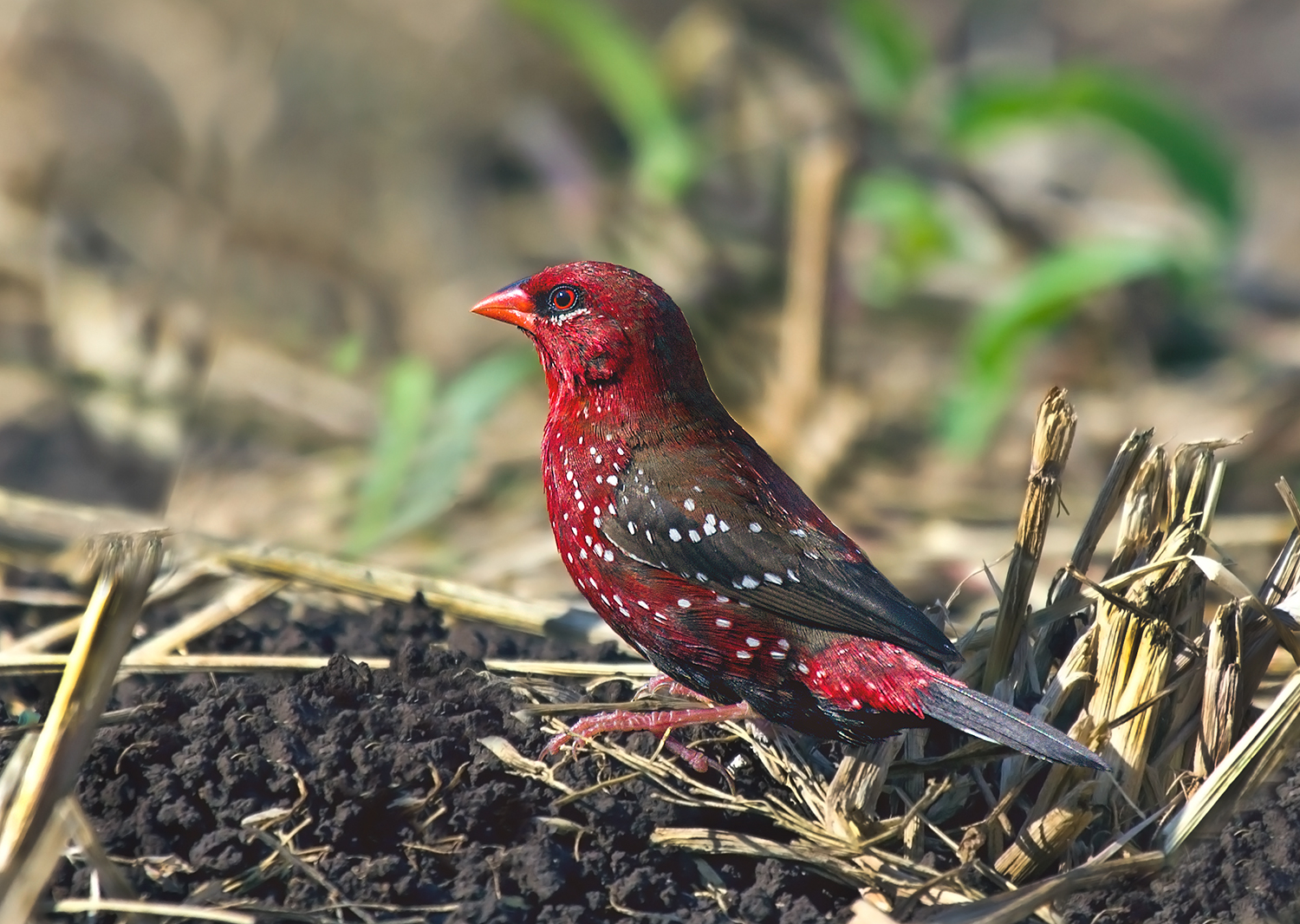 Fringillide della fragola in habitat.
