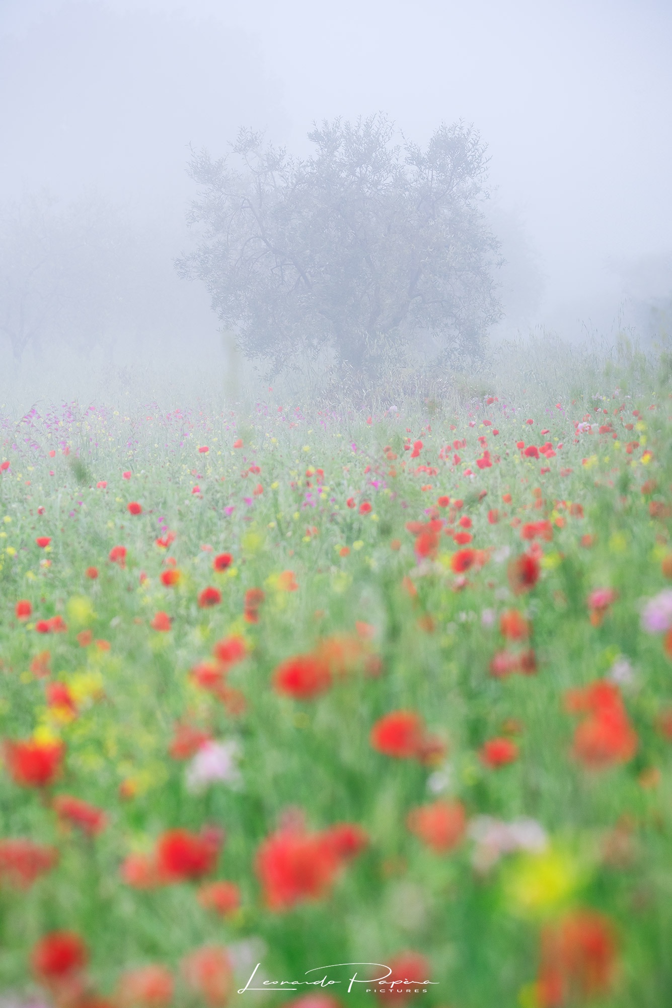 The Dark Side of the Rainbow