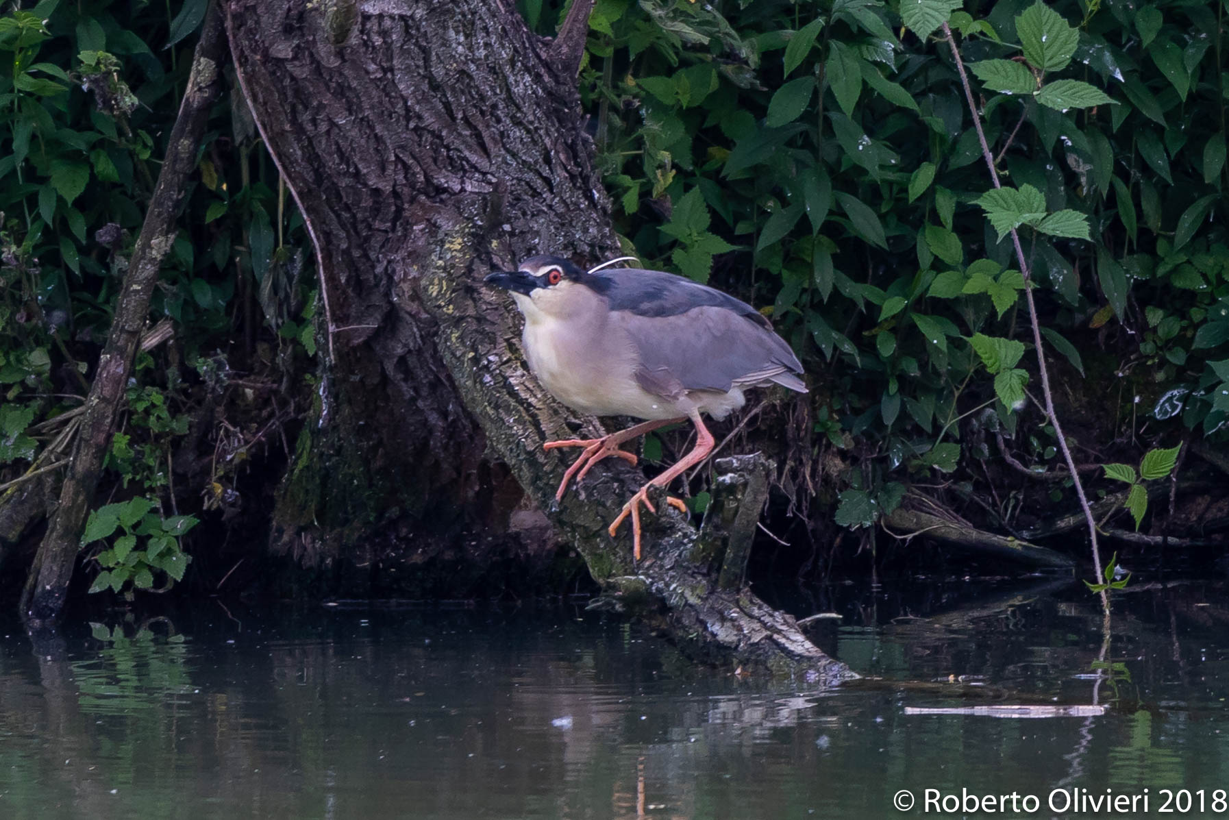 Oasi di Sant'Albano Stura: Nitticora..
