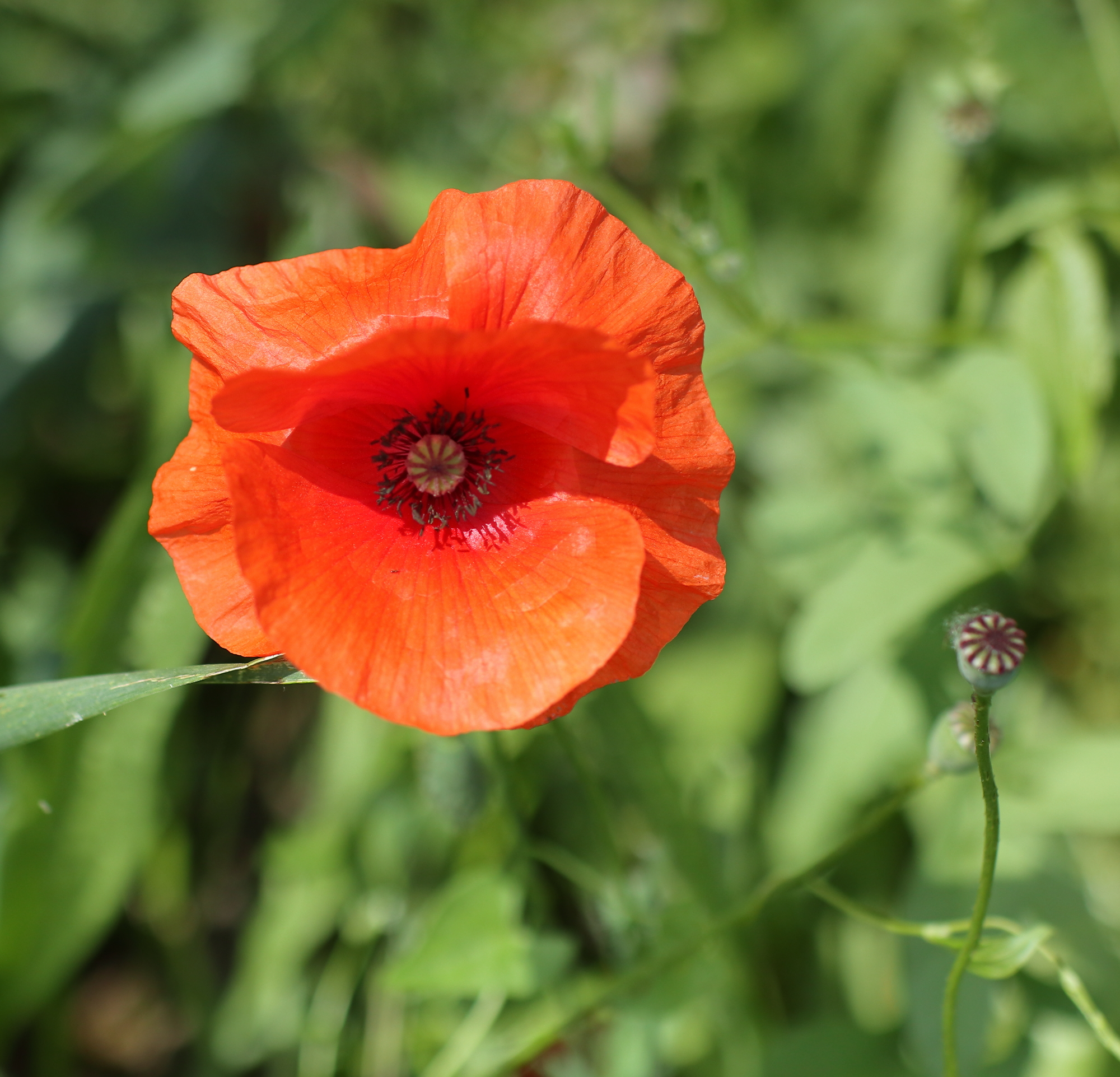 EOS M6-FD 55mm f/1.2 S.S.C. Aspherical