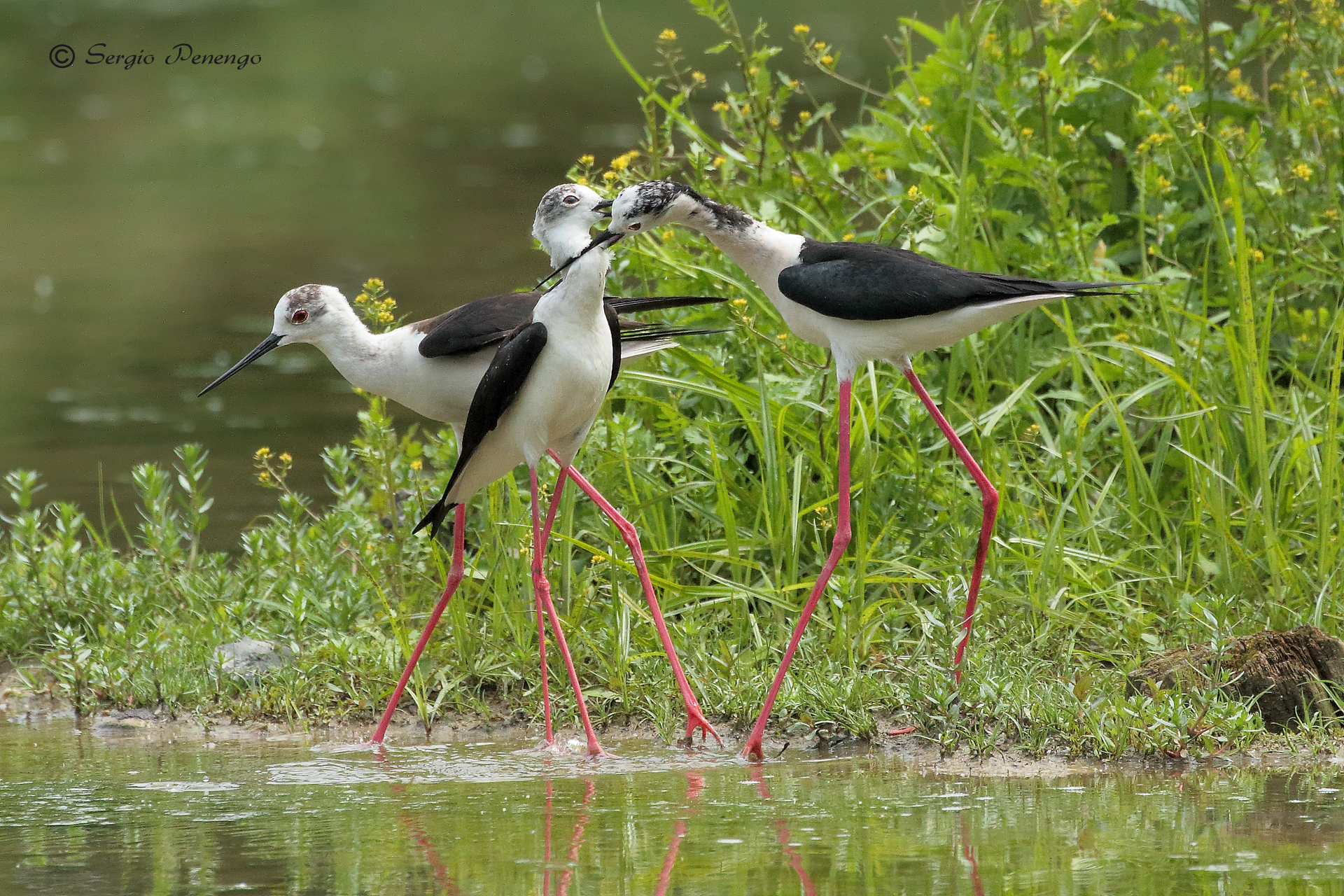 Fight between Knights of Italy
