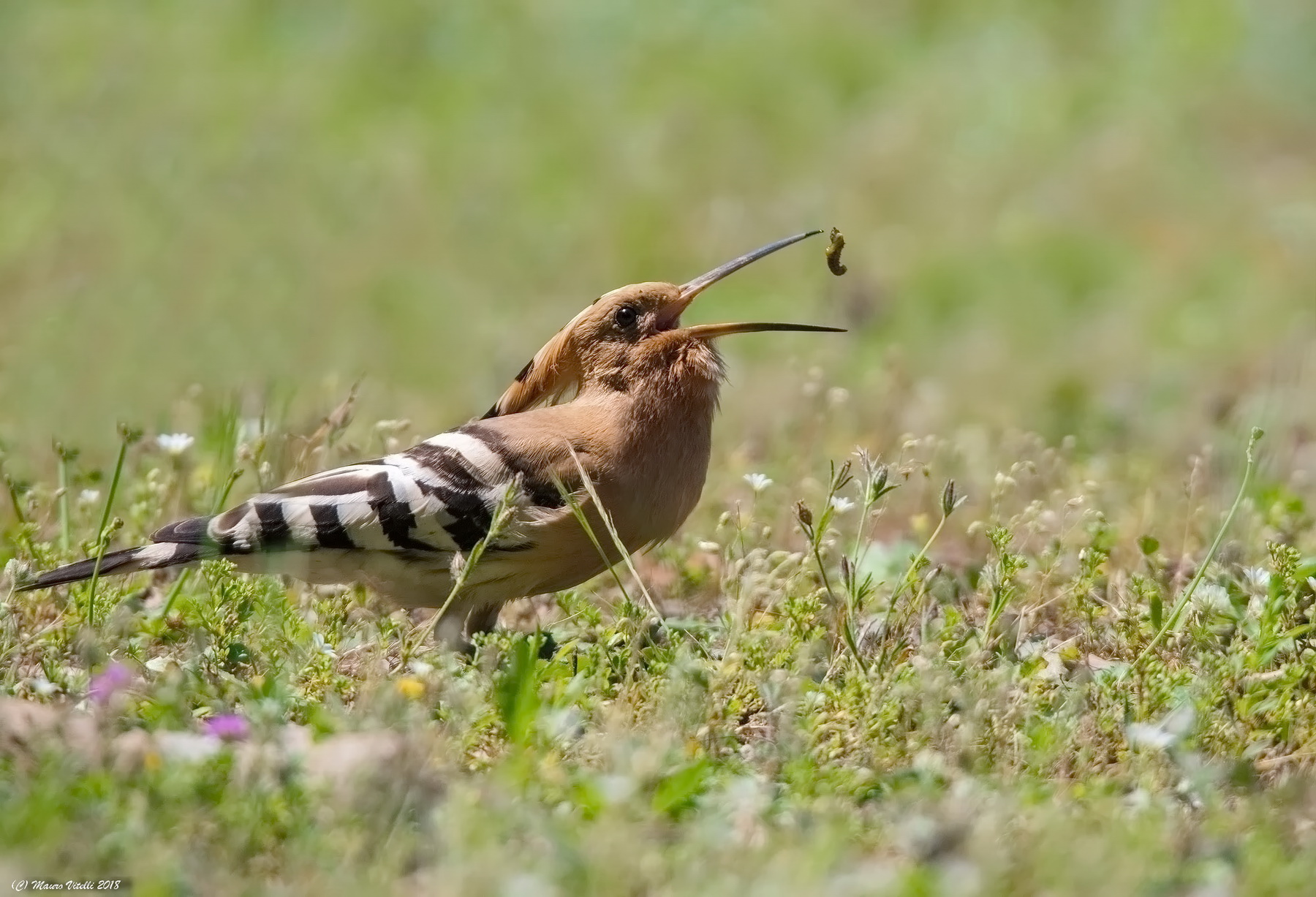 The hoopoe captures caterpillars...