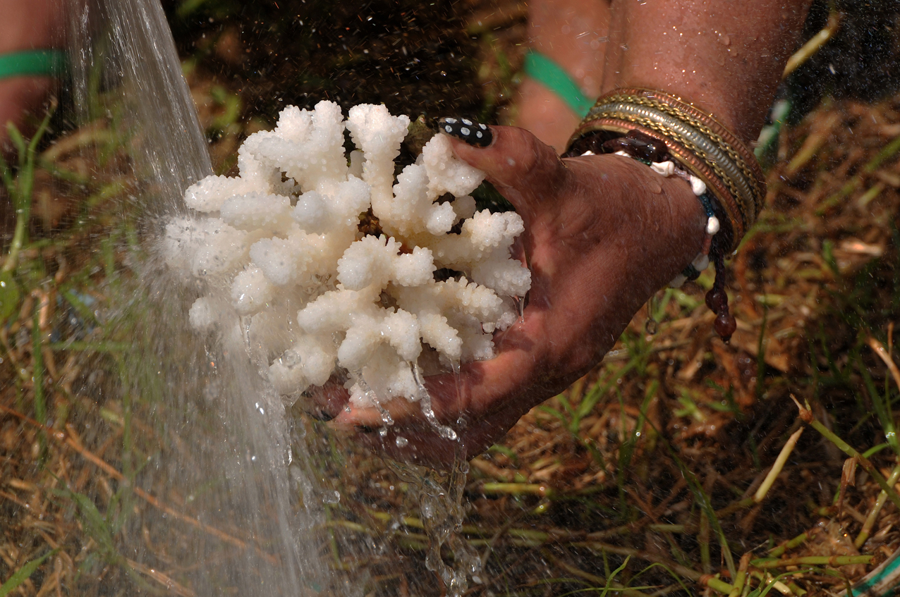 "corallo di Hanga Roa"